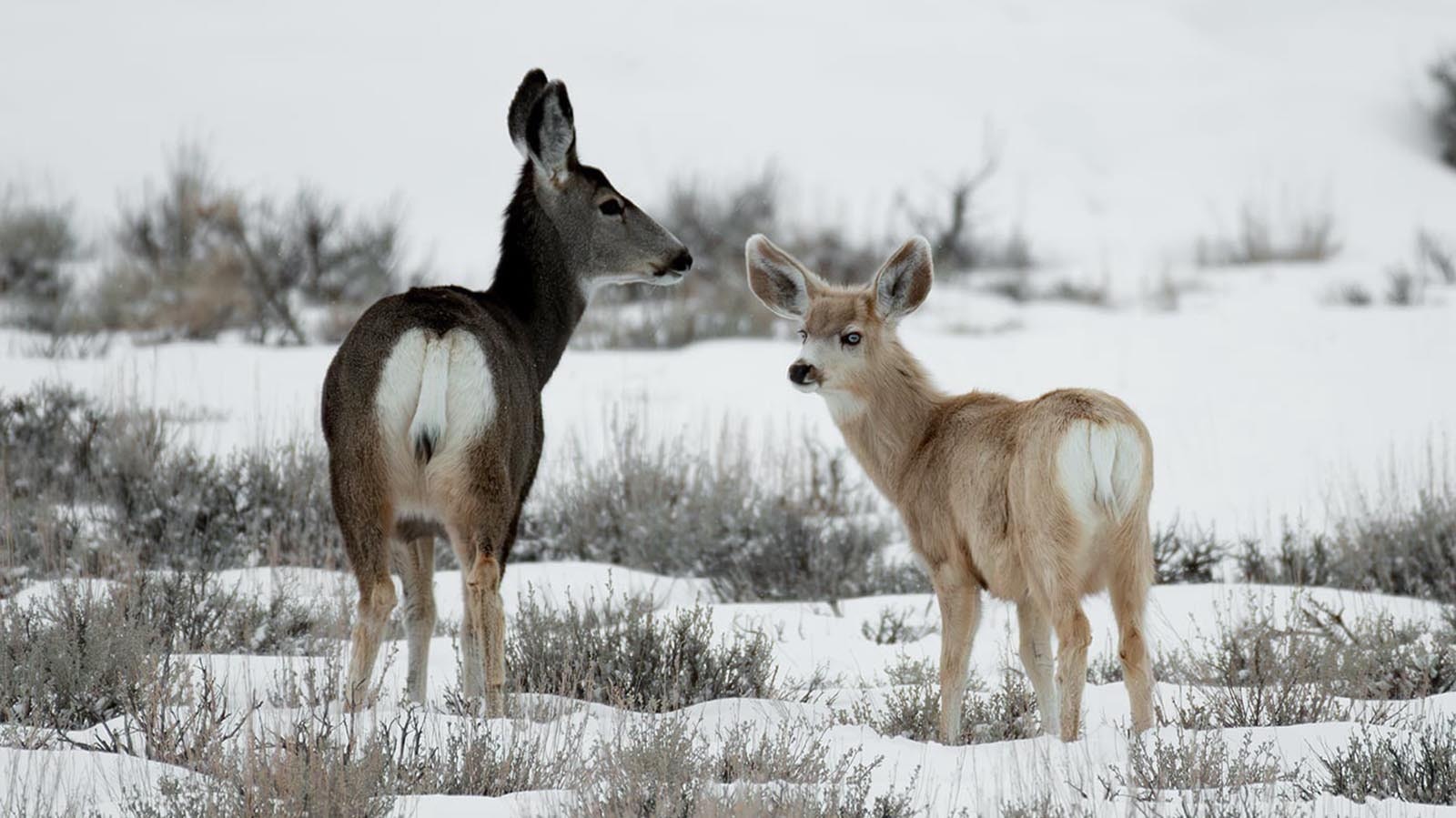 This odd-looking fawn is a member of the Wyoming Range mule deer herd, and might have a genetic mutation called leucism.