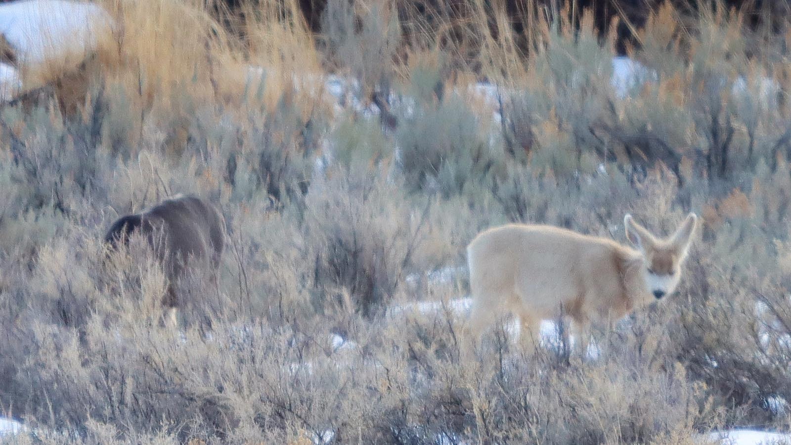 This odd-looking fawn is a member of the Wyoming Range mule deer herd, and might have a genetic mutation called leucism.