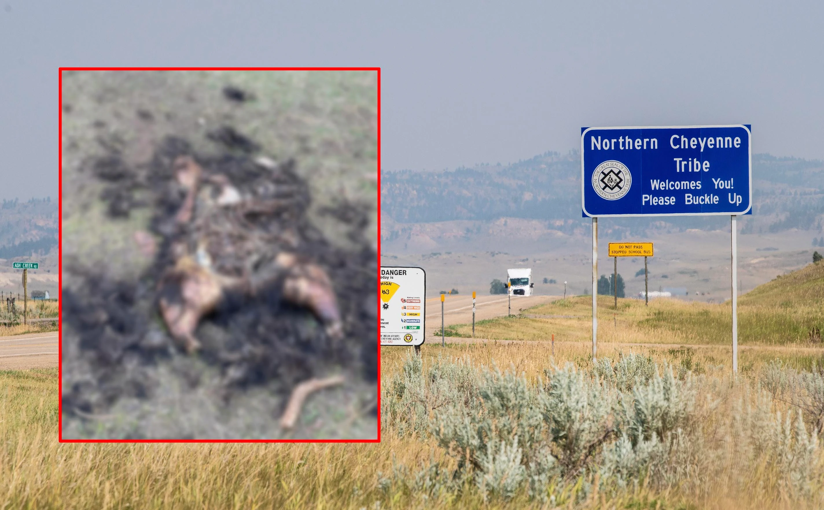 A Northern Cheyenne woman says she was shocked and saddened Tuesday when she discovered a bear that had been killed, and its paws and head cut off. The image of the bear carcass above has been blurred.