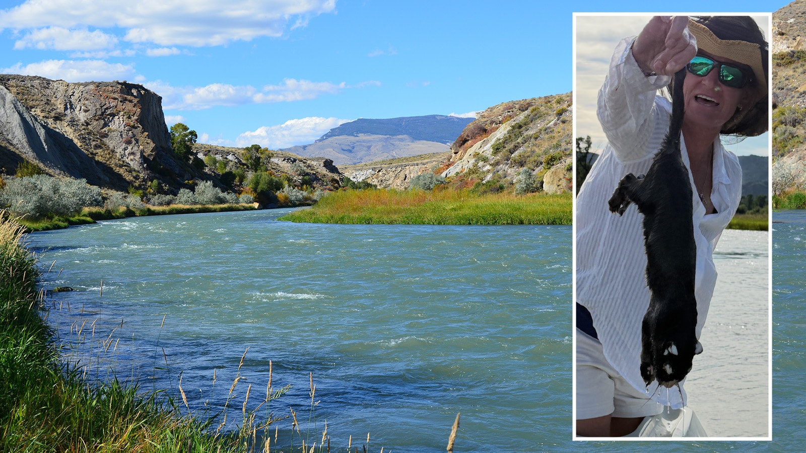 Jackson-Area resident Sarah Harrison MacMillan found this unidentified dead critter floating in the South Fork of the Shoshone River on Saturday. She thinks is might be a young marmot, but others have guessed that it could be an otter, a fisher or even a baby wolverine.