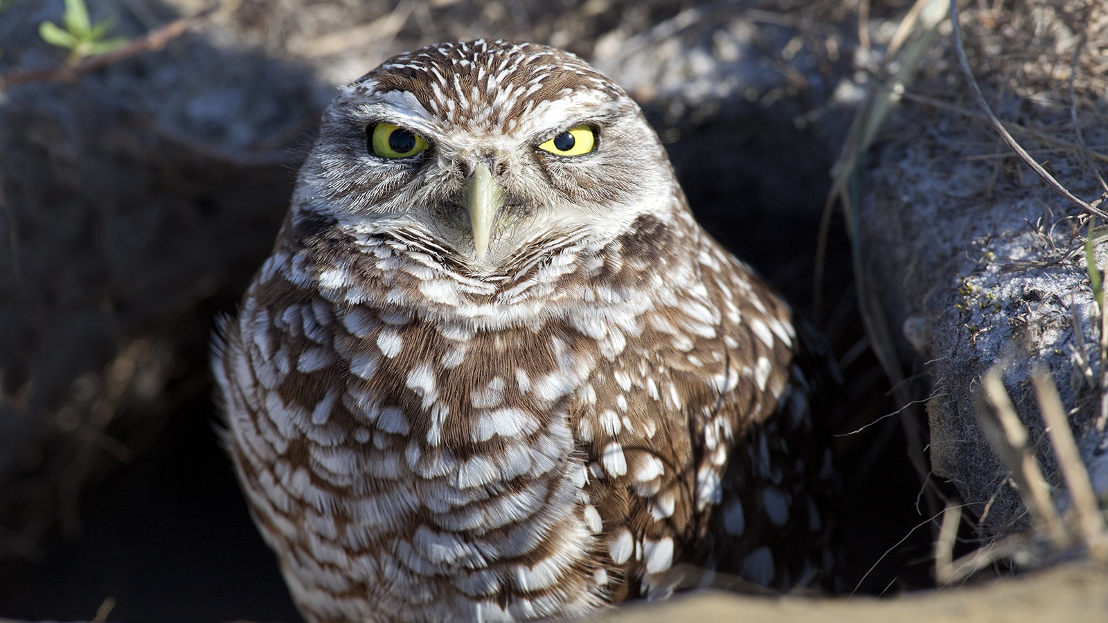 Nasty looking owl 3 27 23