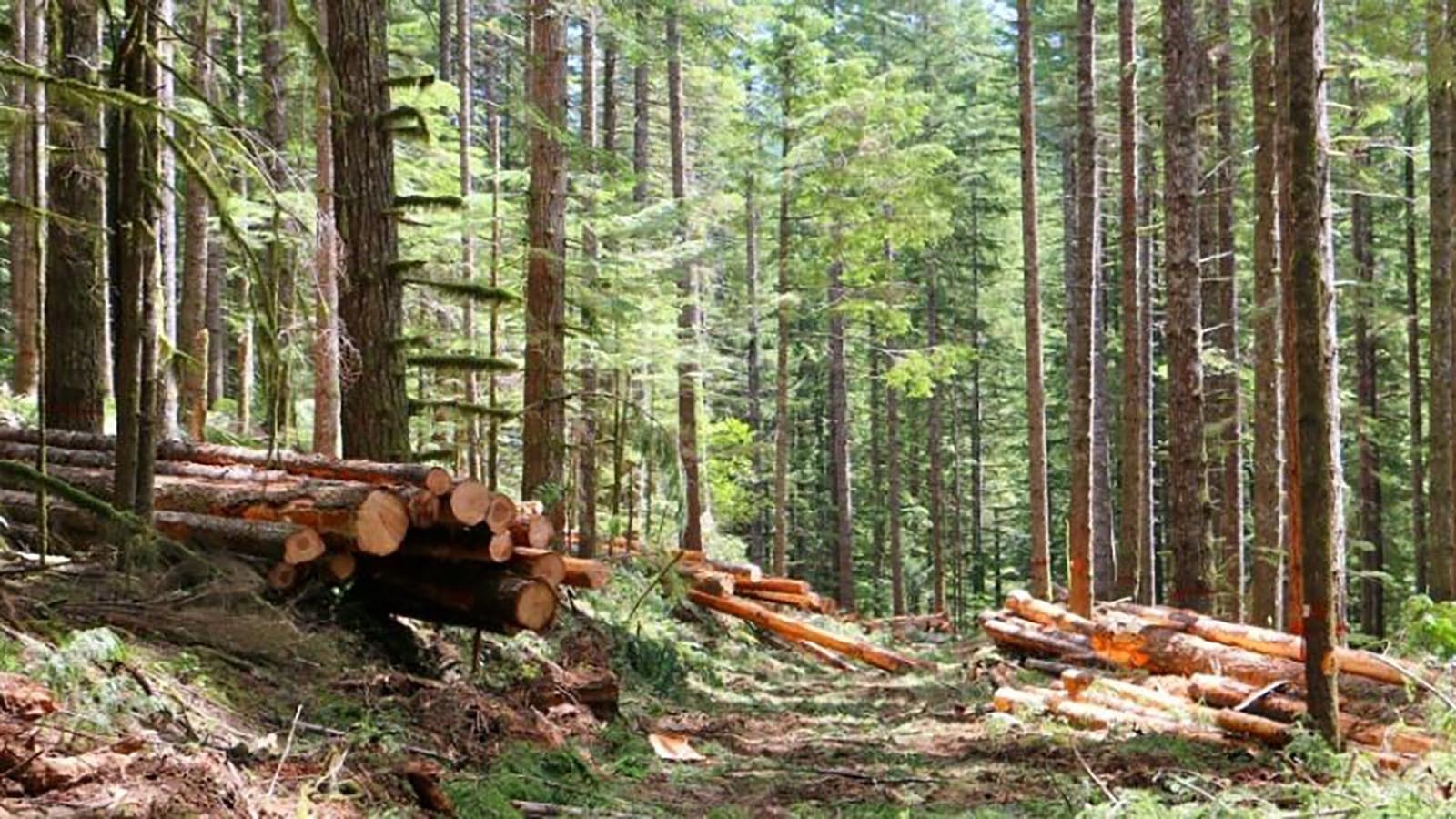 Timber from a U.S. Forest Service sale in Wyoming in this file photo.