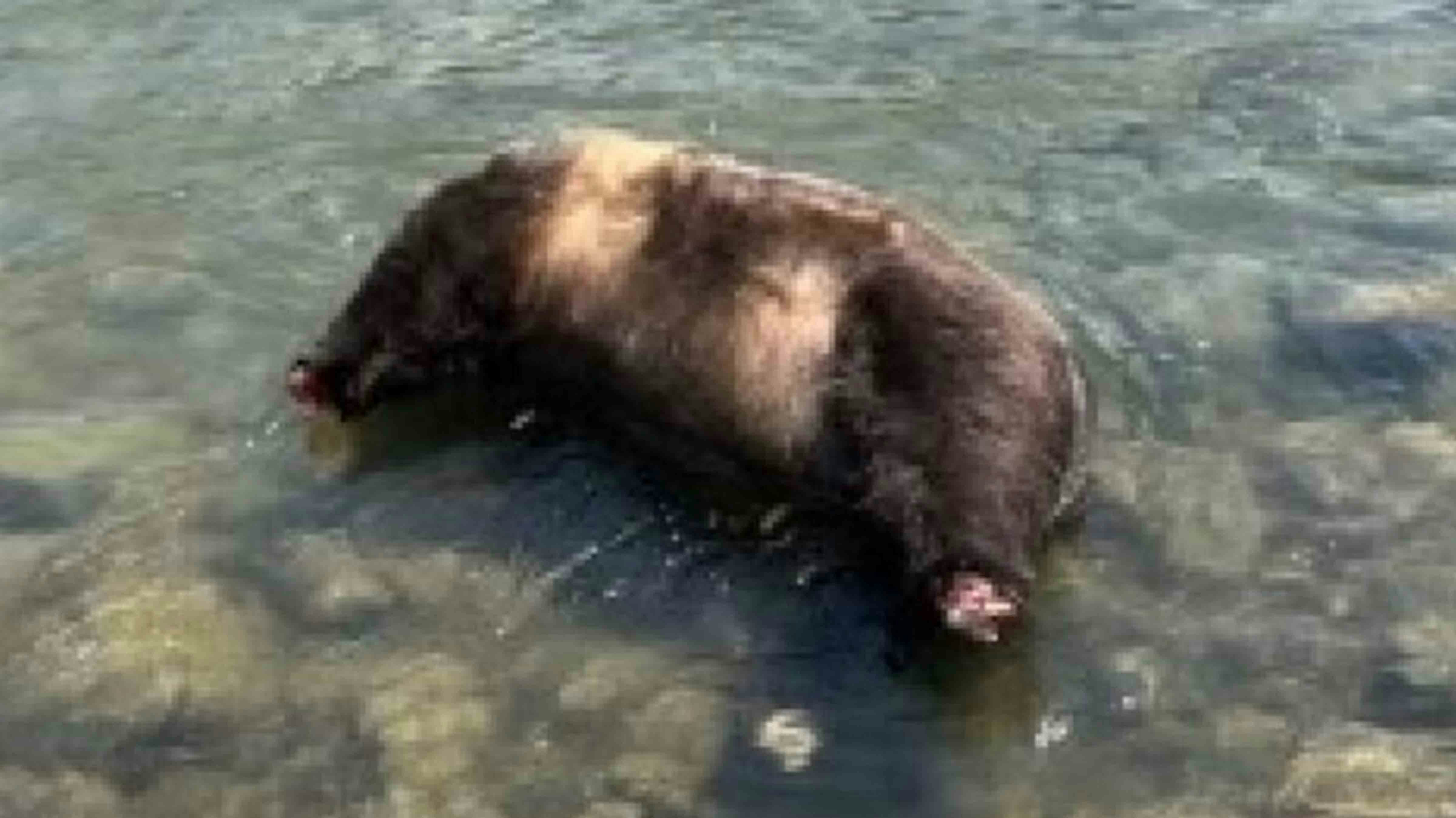 Grizzly 769 was a well-known Yellowstone Park Bear. He started breaking into homes in and around Gardiner Montana, and wildlife agents shot the bear last week and left its carcass in the Yellowstone River, with the head and paws removed.