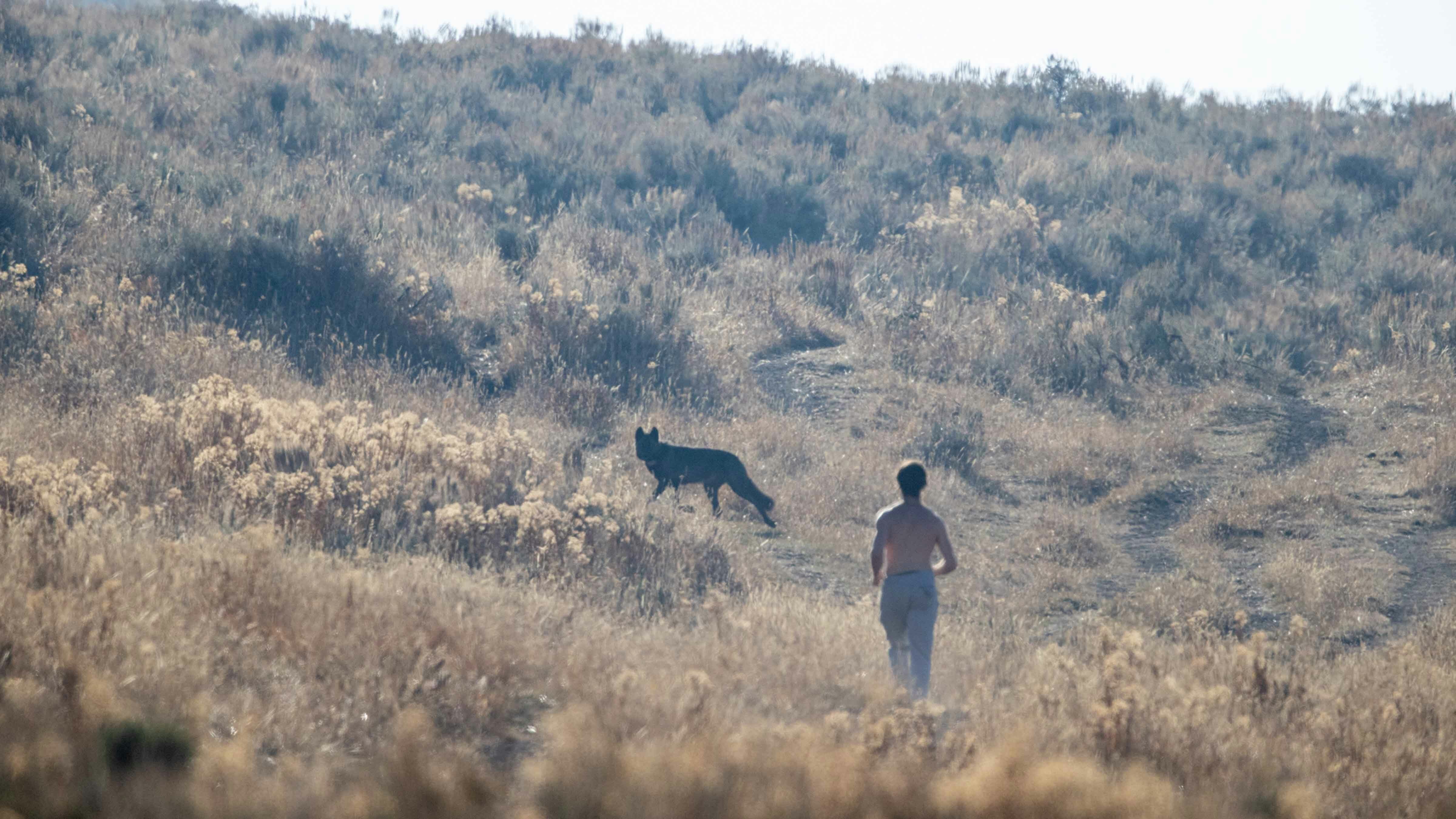 This man photographed chasing wolves in Wyoming’s Lamar Valley could be the same man filmed jumping out his vehicle to charge at black bears by the roadside