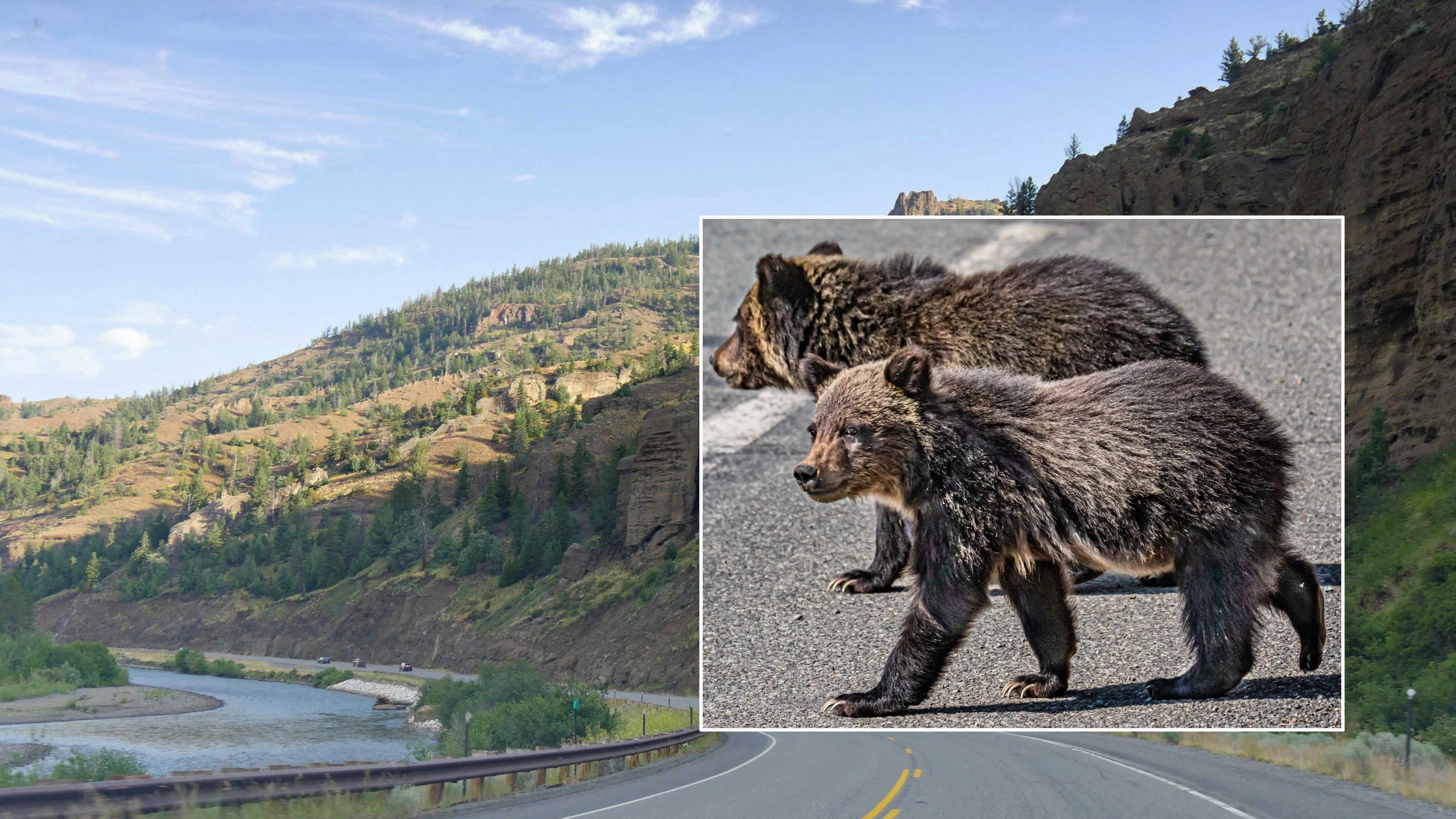 Three grizzly cubs-of-the-year were stuck and killed on the North Fork Highway late Monday or early Tuesday.
