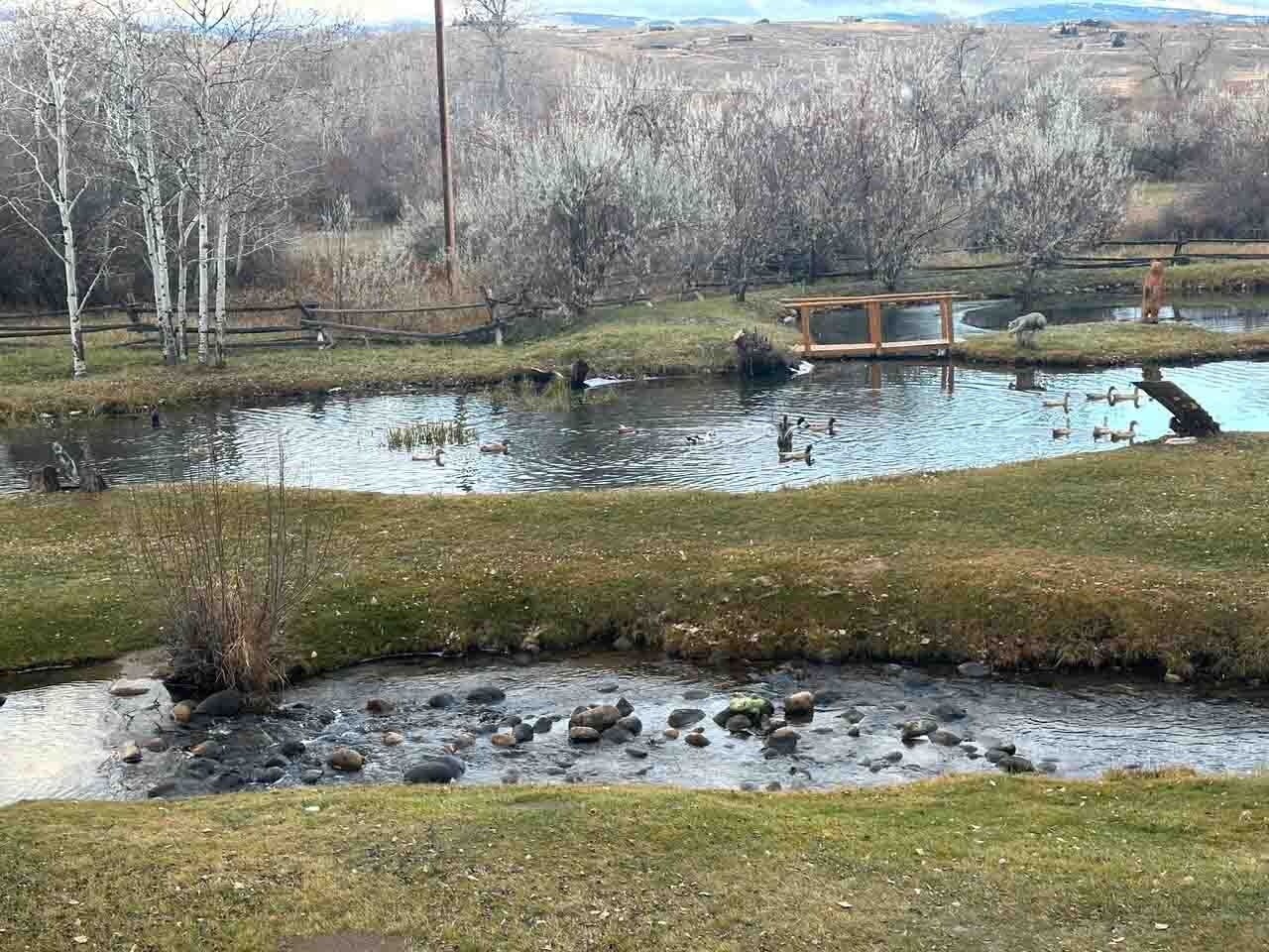 On Wednesday, the grass was green and the ducks were having fun in the ponds.