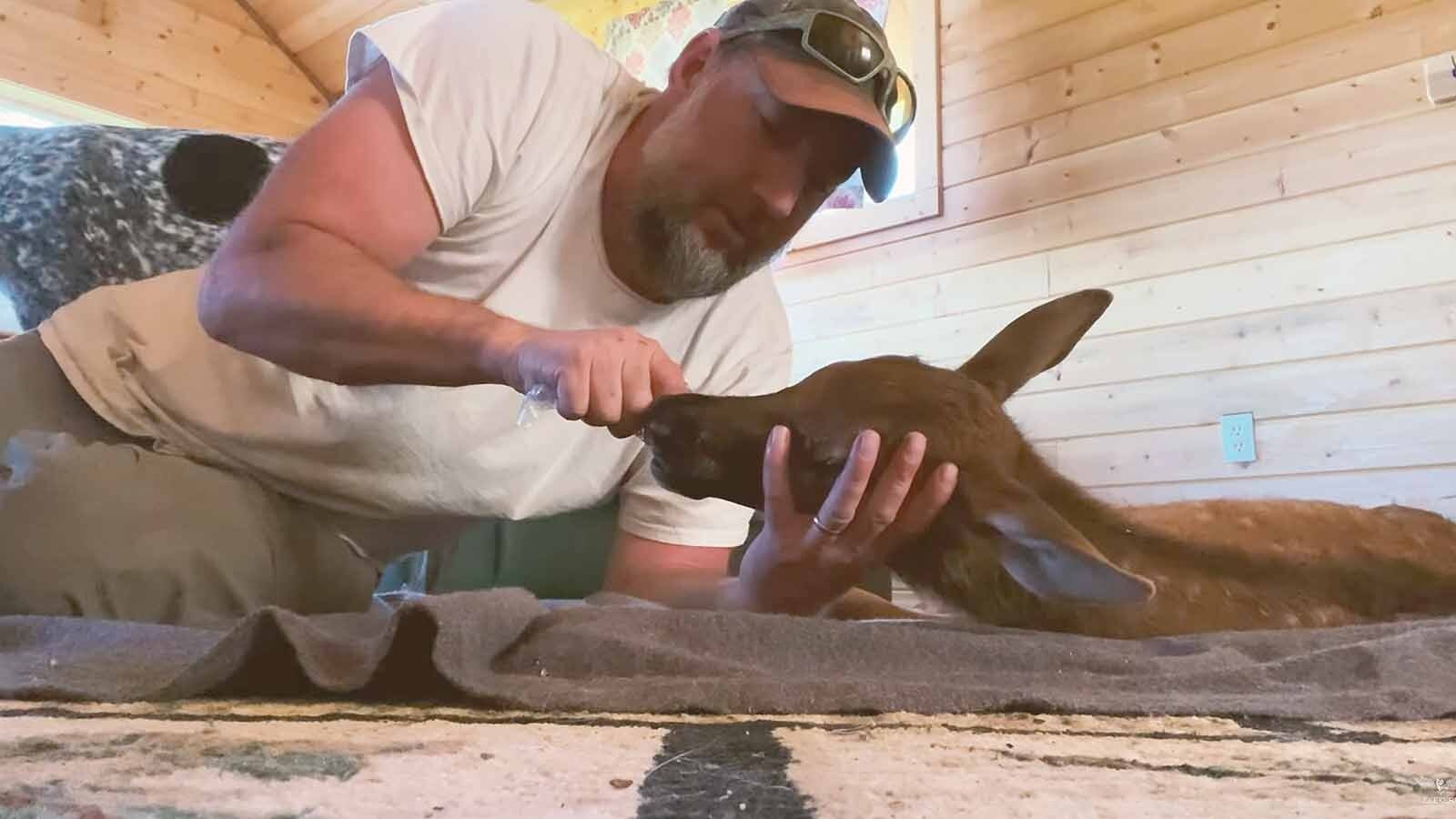 Rancher and outdoorsman Carl Strachan took this elk calf into his home near Livingston, Montana, trying to nurse it back to health after it survived an apparent mountain lion attack. The calf died, but Strachan said he doesn’t regret trying to help.