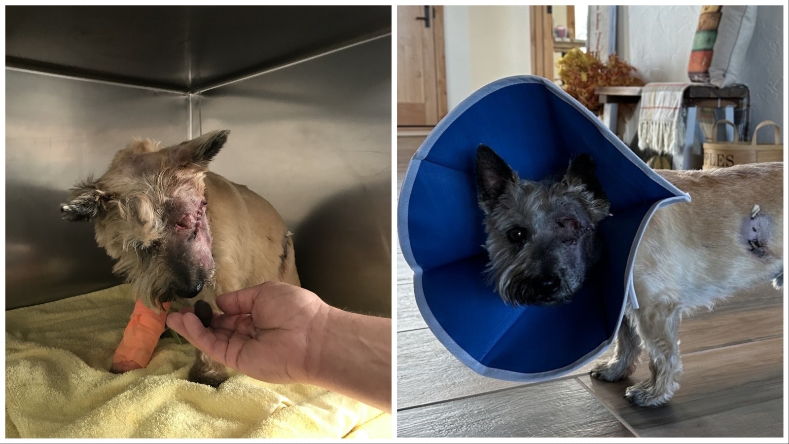 Odin, a 15-pound Cairn Terrier from Crook County, suffered grave wounds in a mountain lion attack.