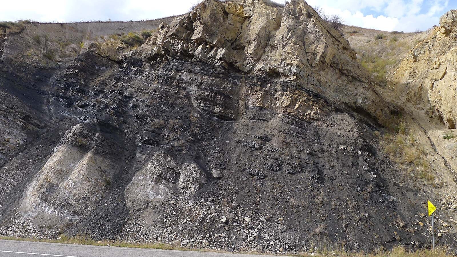 The Phosphoria Formation in Wyoming is mostly deep underground, where it’s been a longtime oil and gas producer. Here in Phosphoria Gulch, Idaho, the formation surfaces. As it does in an outcrop along Highway 89 between Hoback and Alpine. The Meade Peak Member is the dark, organic-rich beds in the middle of the outcrop."