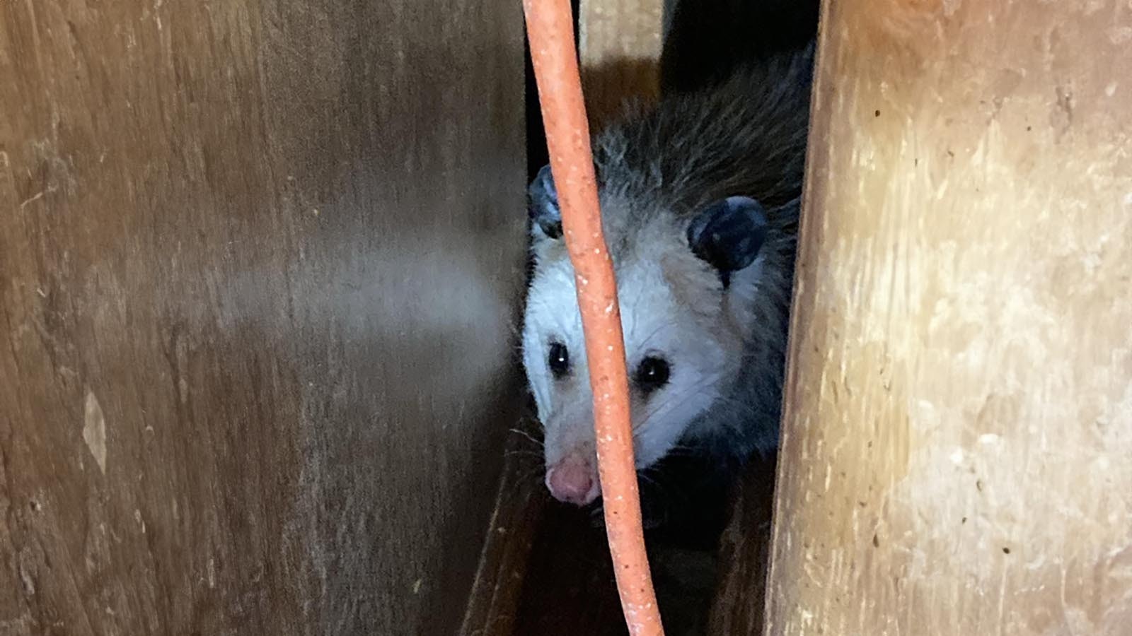 This opossum showed up last week in a garage in Pine Bluffs. Opossums aren’t known to permanently occupy Wyoming, but they might occasionally wander in from Nebraska.