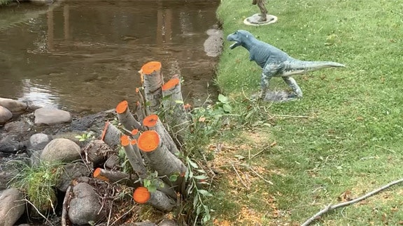 Orange tree