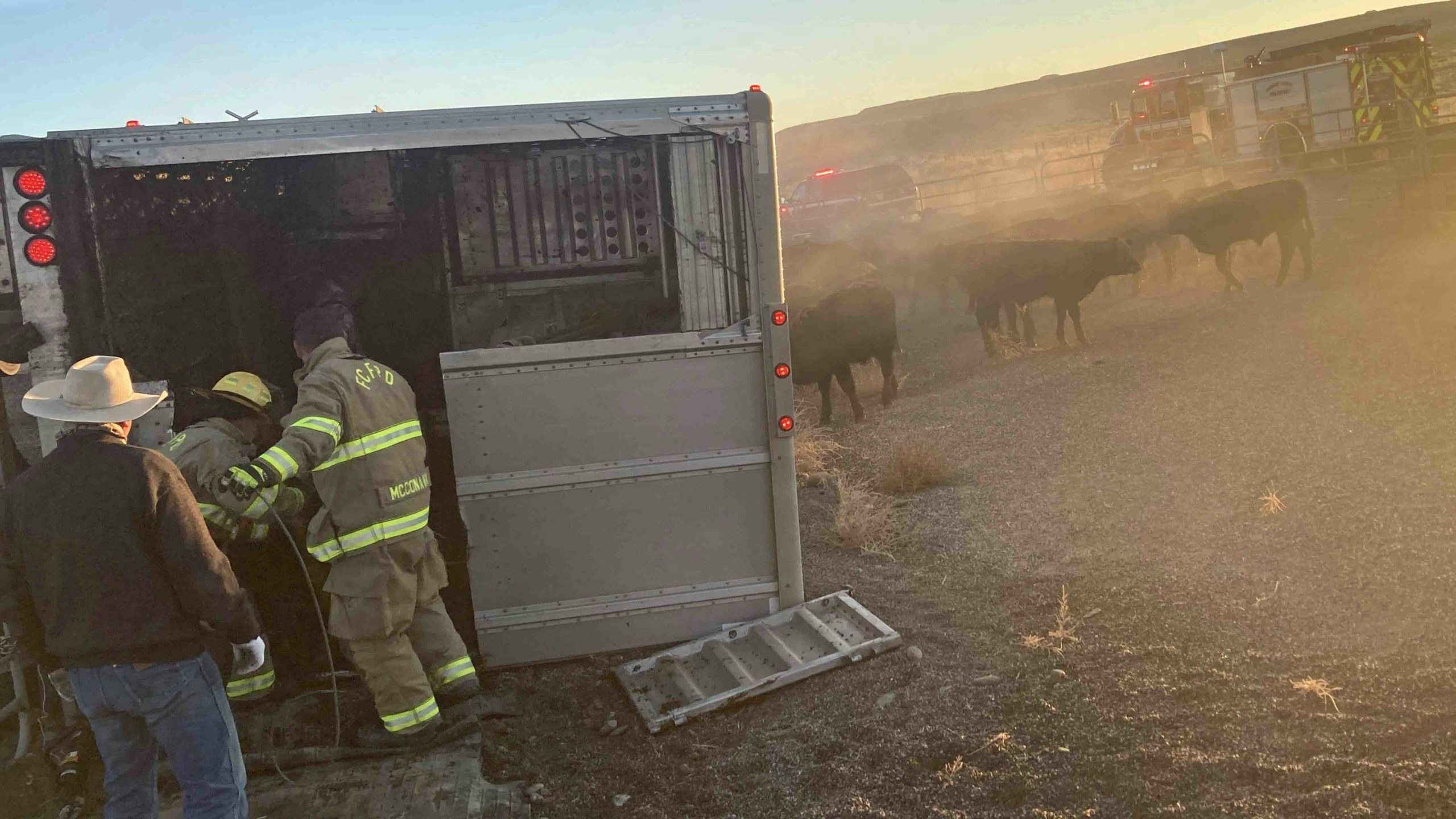 Overturned cattle truck scaled