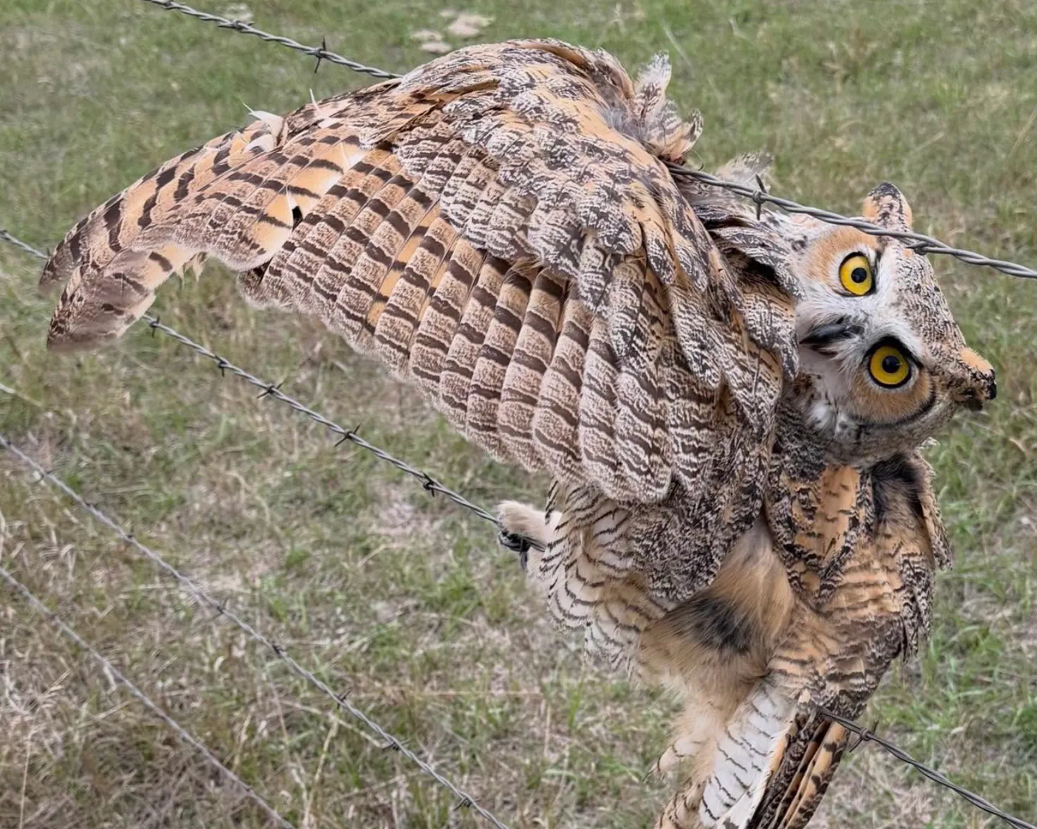 Strangers Rally For Miracle Rescue Of Great Horned Owl Impaled On ...