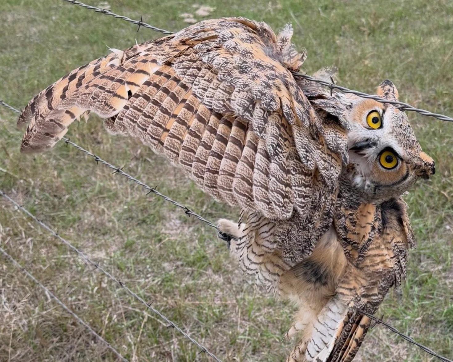 Scott and Sharon Jacobs of Spearfish, SD, rescued a great horned owl stuck in barbed wire Thursday. The Jacobses were on their way to their art gallery in Deadwood for an employee meeting when Scott noticed the bird entangled in the wire.