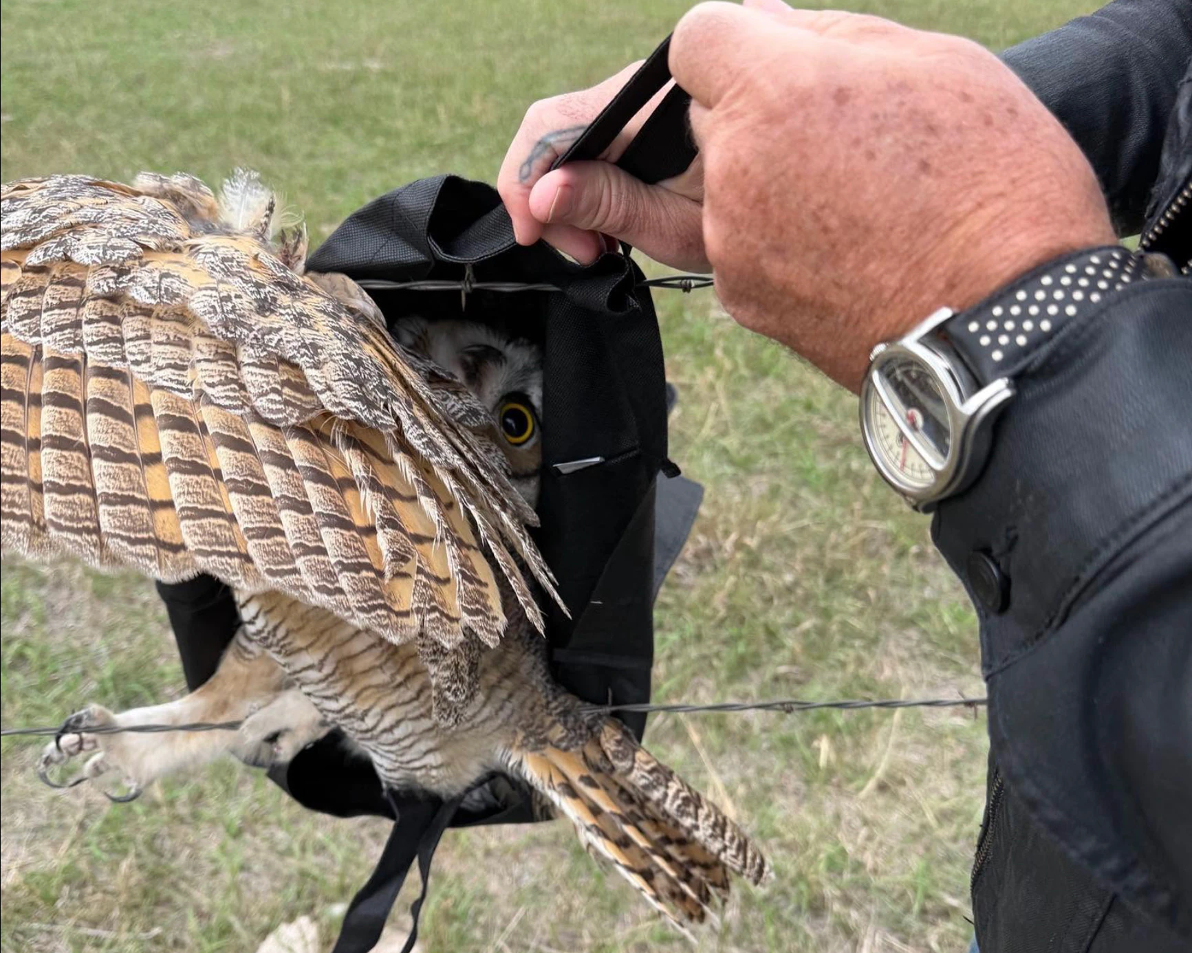 Scott and Sharon Jacobs of Spearfish, SD, rescued a great horned owl stuck in barbed wire Thursday. The Jacobses were on their way to their art gallery in Deadwood for an employee meeting when Scott noticed the bird entangled in the wire.