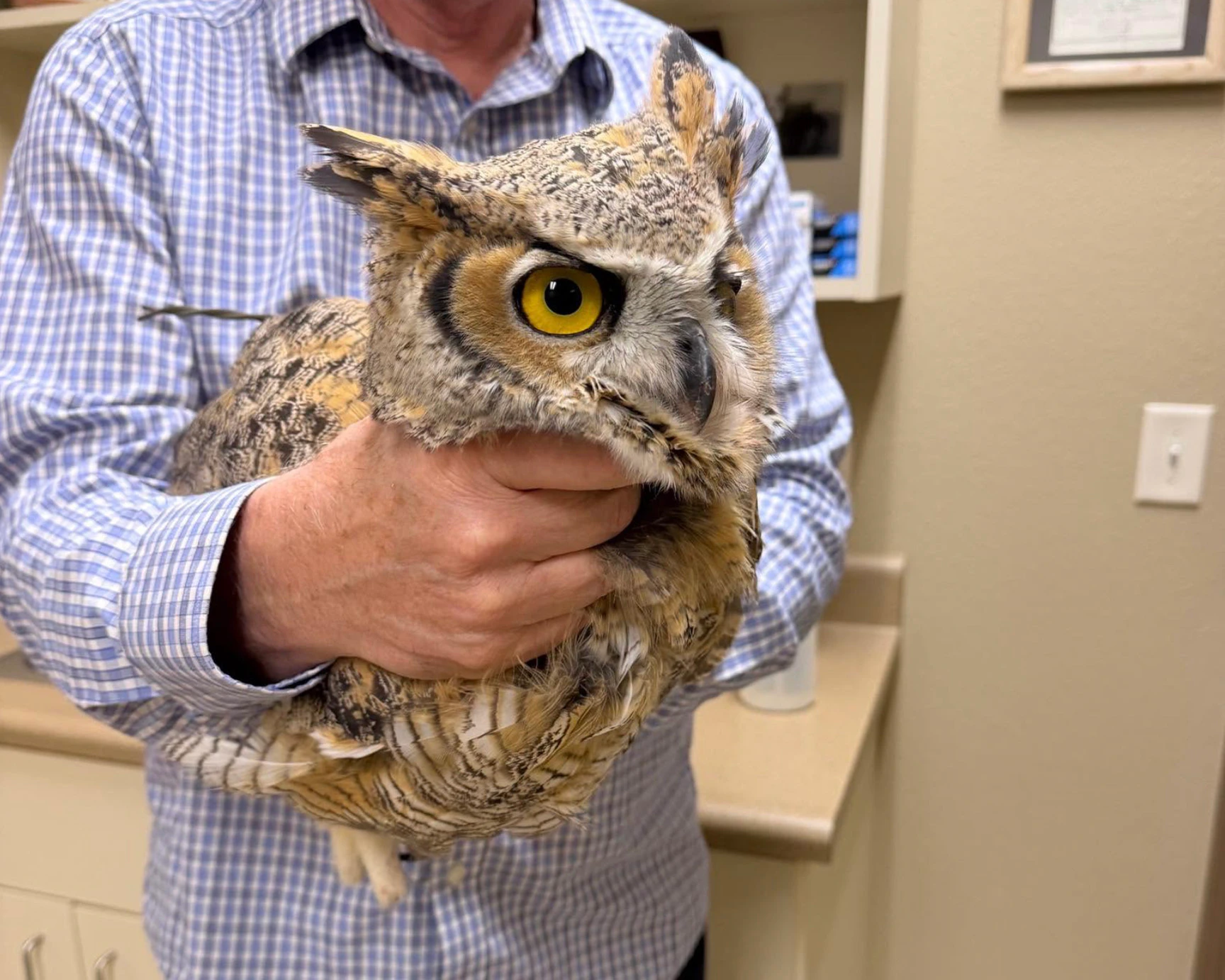 A veterinarian initially treated the rescued owl before it was transported to the Black Hills Raptor Center for further care.