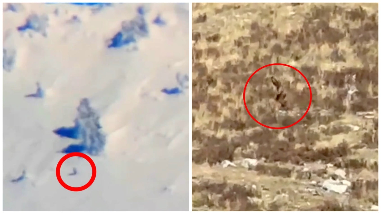 Left is a still image from a video showing an alleged bigfoot in Utah. At right is an image from video shot by a Cheyenne couple in Colorado also of an alleged bigfoot.