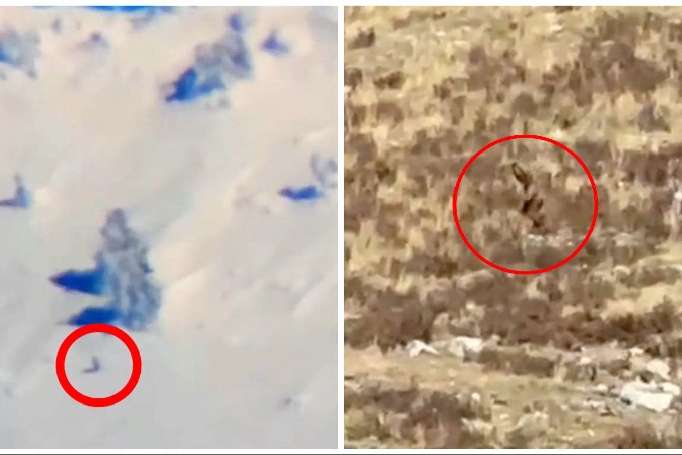 Left is a still image from a video showing an alleged bigfoot in Utah. At right is an image from video shot by a Cheyenne couple in Colorado also of an alleged bigfoot.