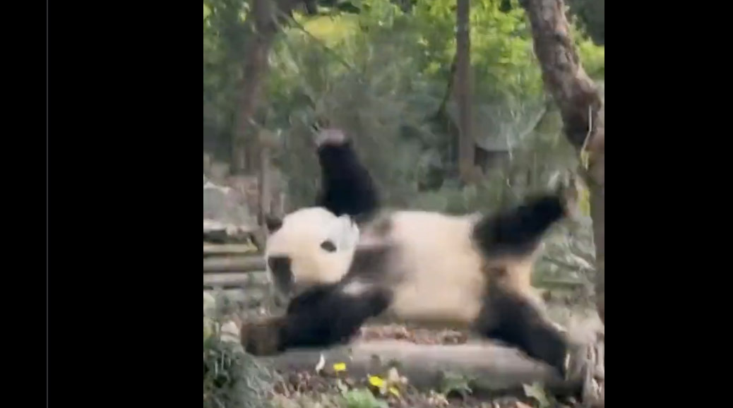 Panda 10 14 22 no play