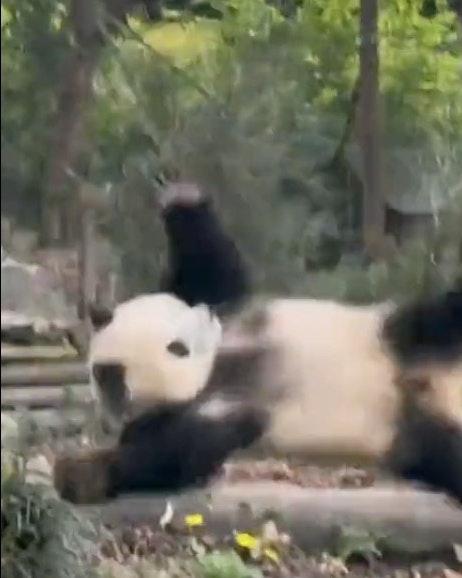 Panda 10 14 22 no play