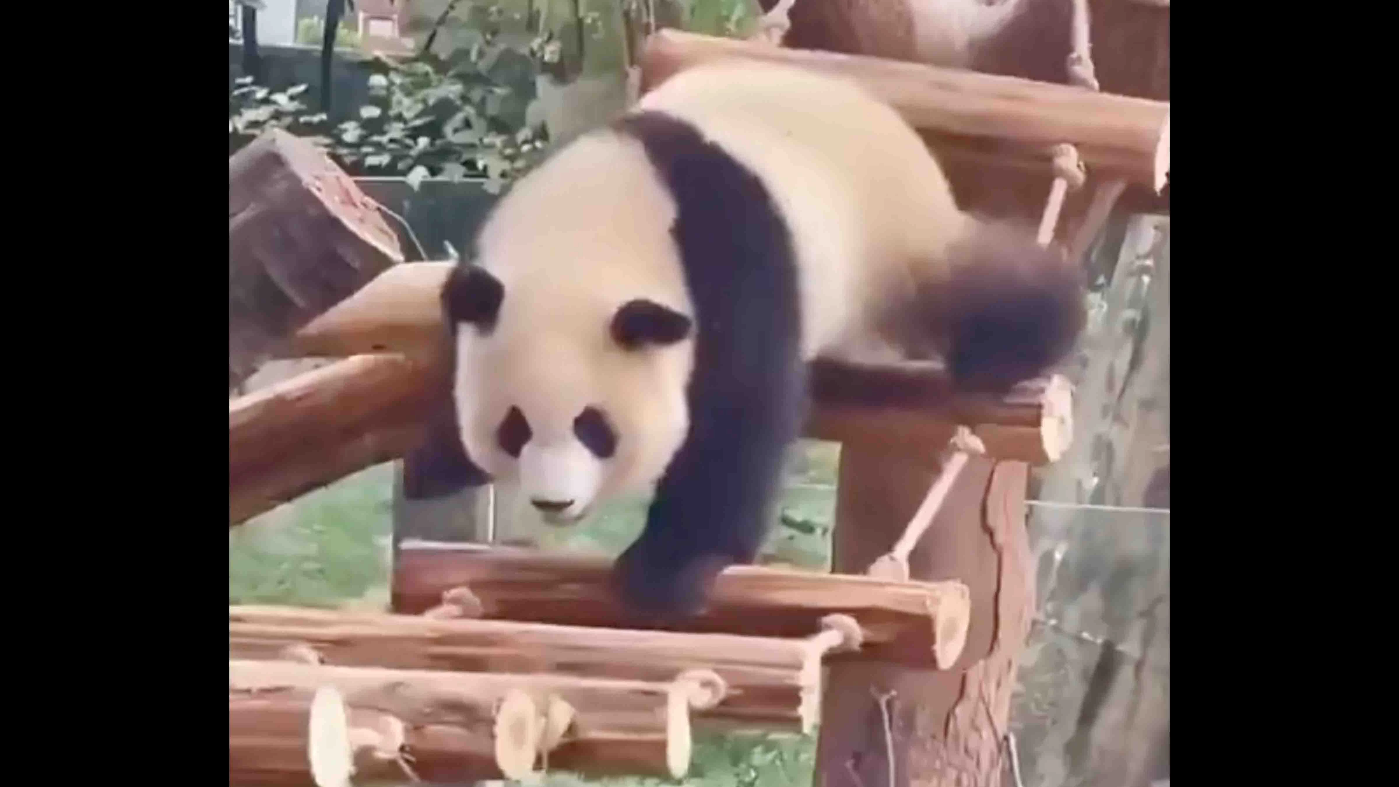Pandas 5 22 26