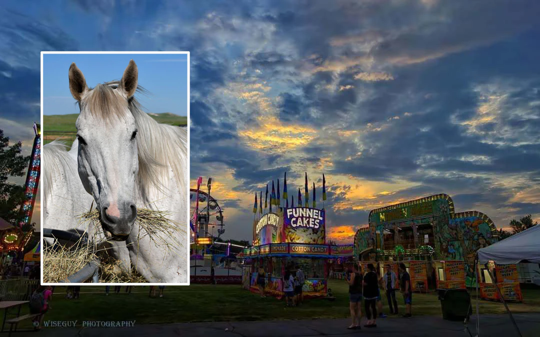 Dozens of horses might have been exposed to strangles, a highly contagious disease, at the Park County Fair in Powell. Smallwood Horses announced Tuesday it placed its facility under a voluntary two-week quarantine after a horses presented symptoms.
