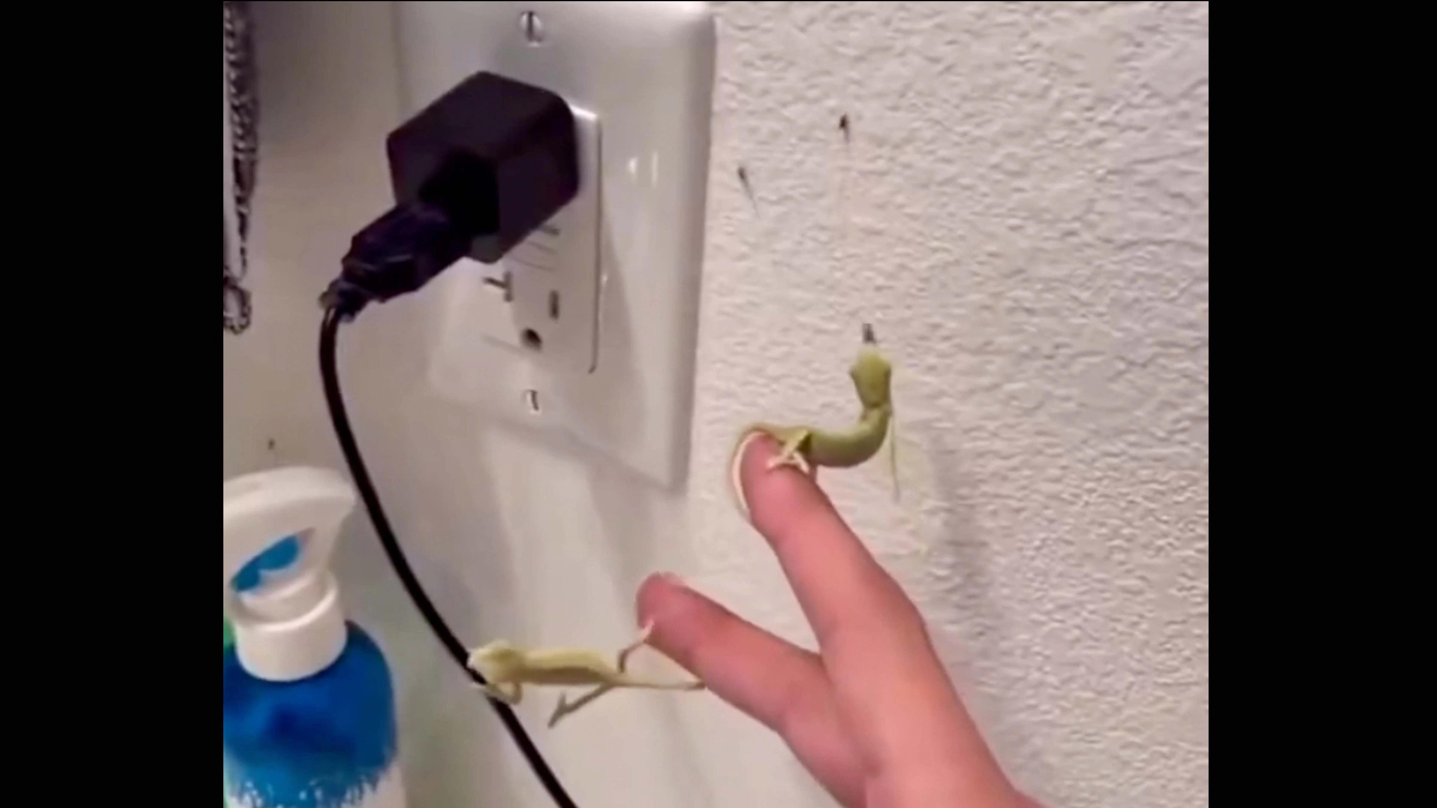 Pest control 3 24 26