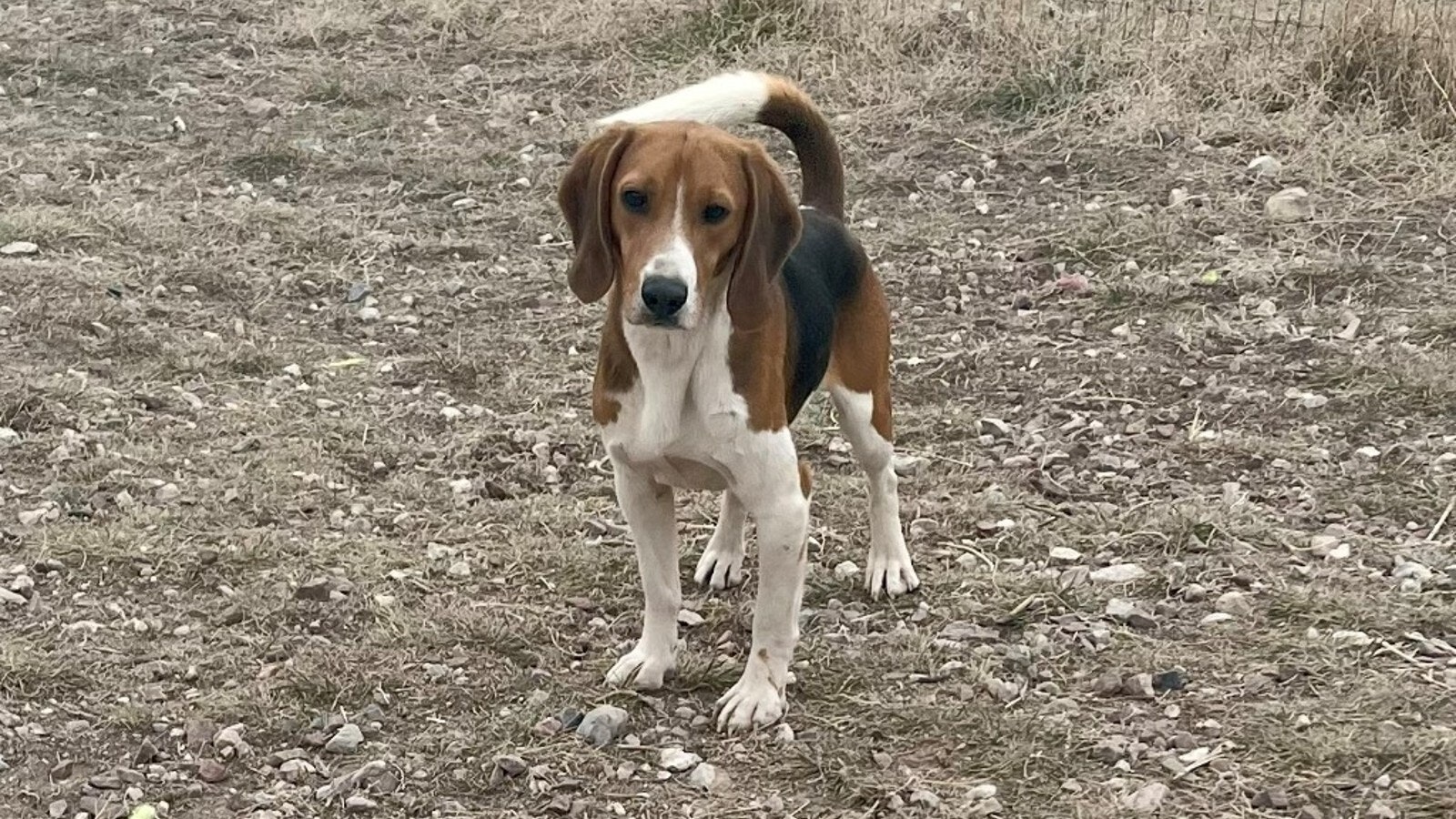 Pet of the week 12 17