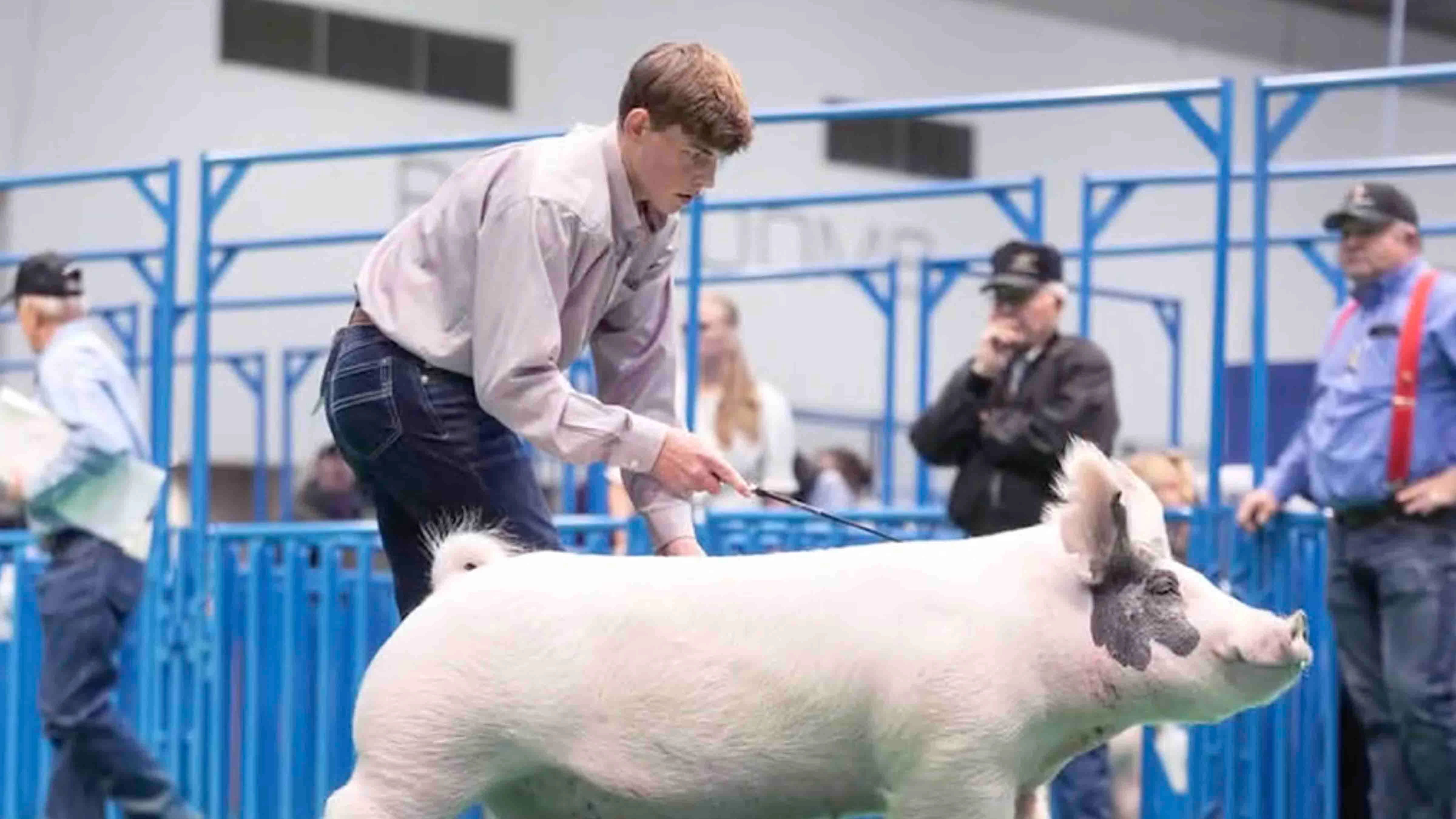 Landry Mabry’s Grand Champion Junior Market Barrow pig sold for $505,000 at the Houston Livestock Show and Rodeo, beating last year’s record of $501,000. His was the top pig of 2,200 pigs in the show.