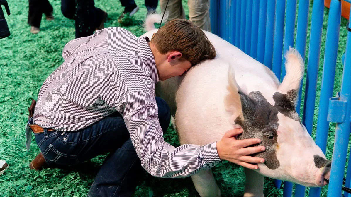 Landry Mabry’s Grand Champion Junior Market Barrow pig sold for $505,000 at the Houston Livestock Show and Rodeo, beating last year’s record of $501,000. His was the top pig of 2,200 pigs in the show.