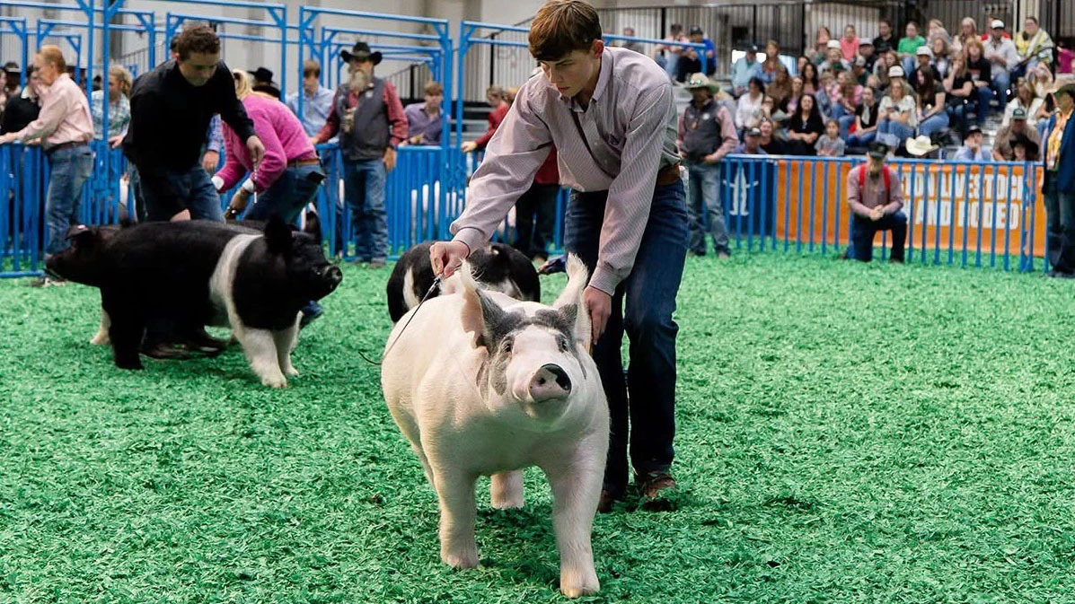 Landry Mabry’s Grand Champion Junior Market Barrow pig sold for $505,000 at the Houston Livestock Show and Rodeo, beating last year’s record of $501,000. His was the top pig of 2,200 pigs in the show.