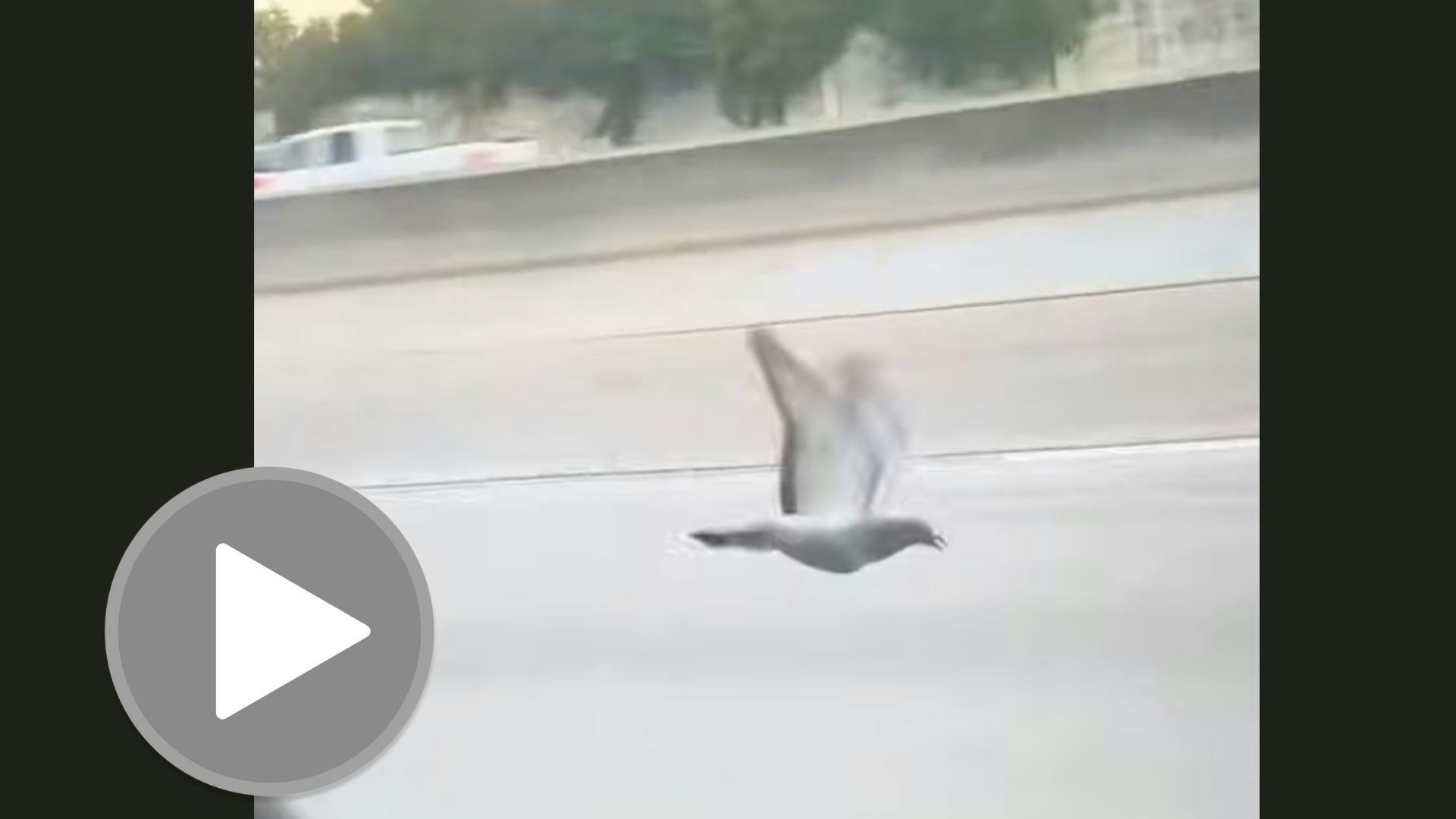 Pigeon you still here