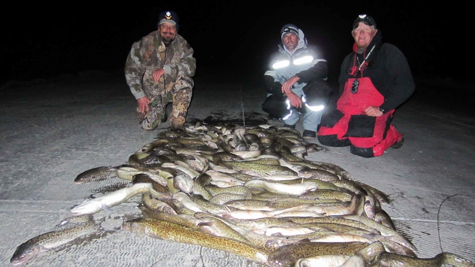 Anglers at Flaming Gorge are encouraged to catch and kill as many burbot (pictured) and lake trout as possible.