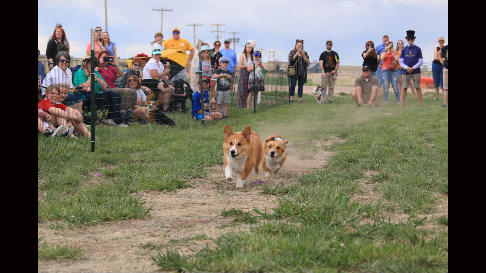 Pine bluffs corgis