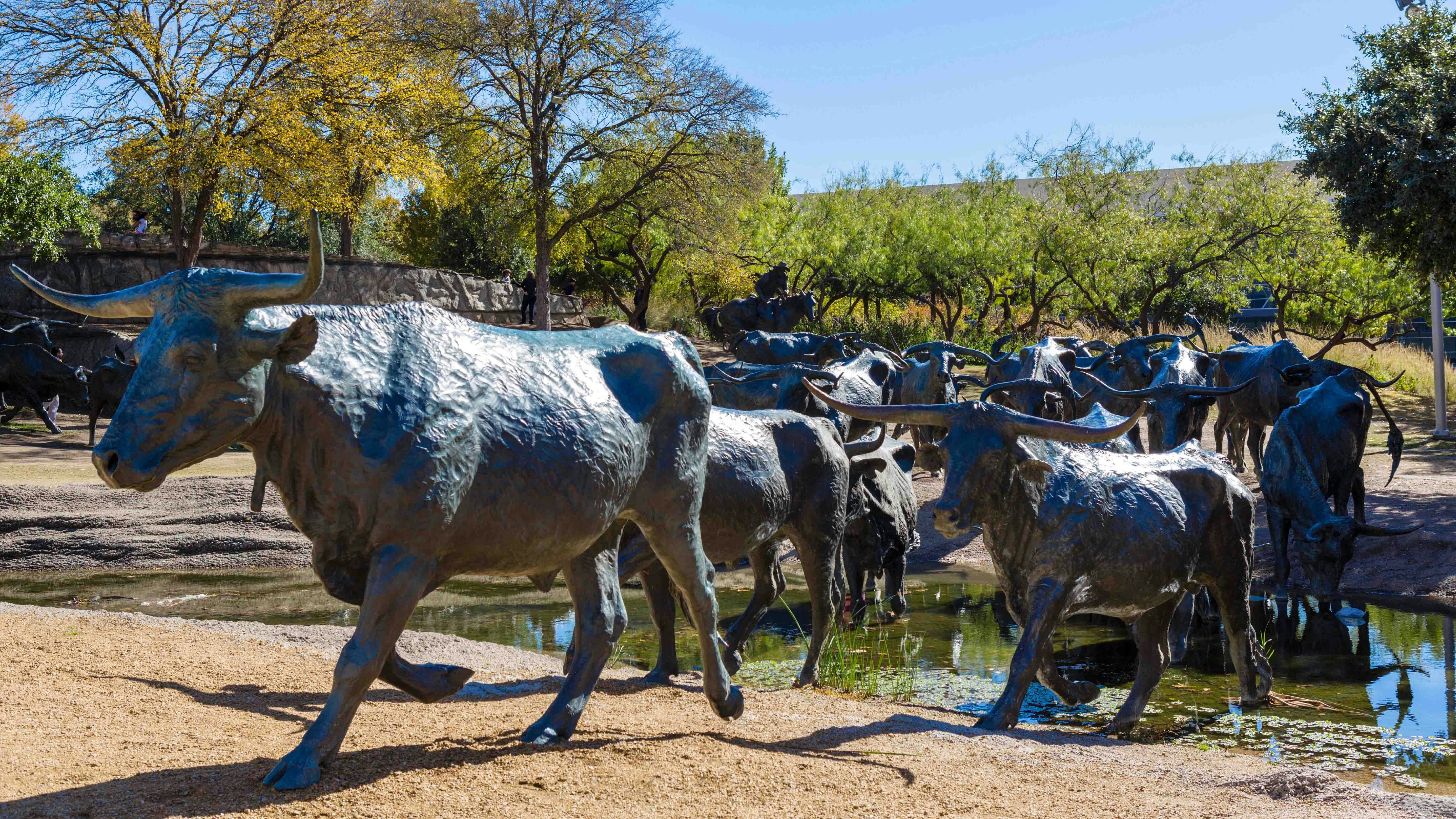 A huge bronze installation of 70 larger-than-life longhorn steers that was cast at Eagle Bronze Foundry in Lander, Wyoming.