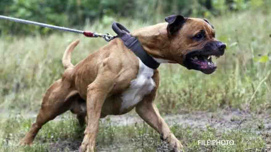 Pit bull file photo 11 28 22