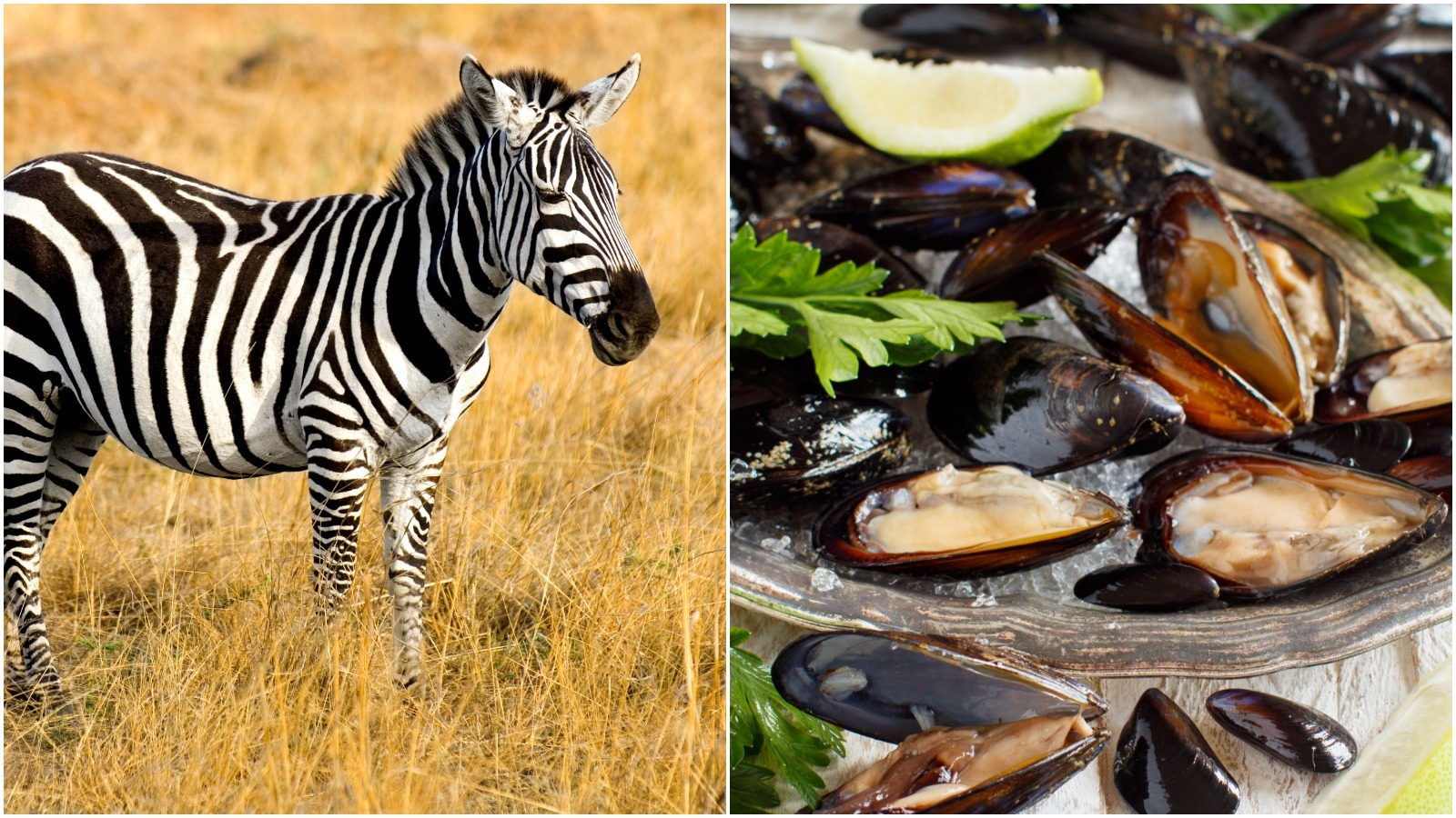 DEC warns aquarium owners of invasive Zebra Mussels found in 'moss balls