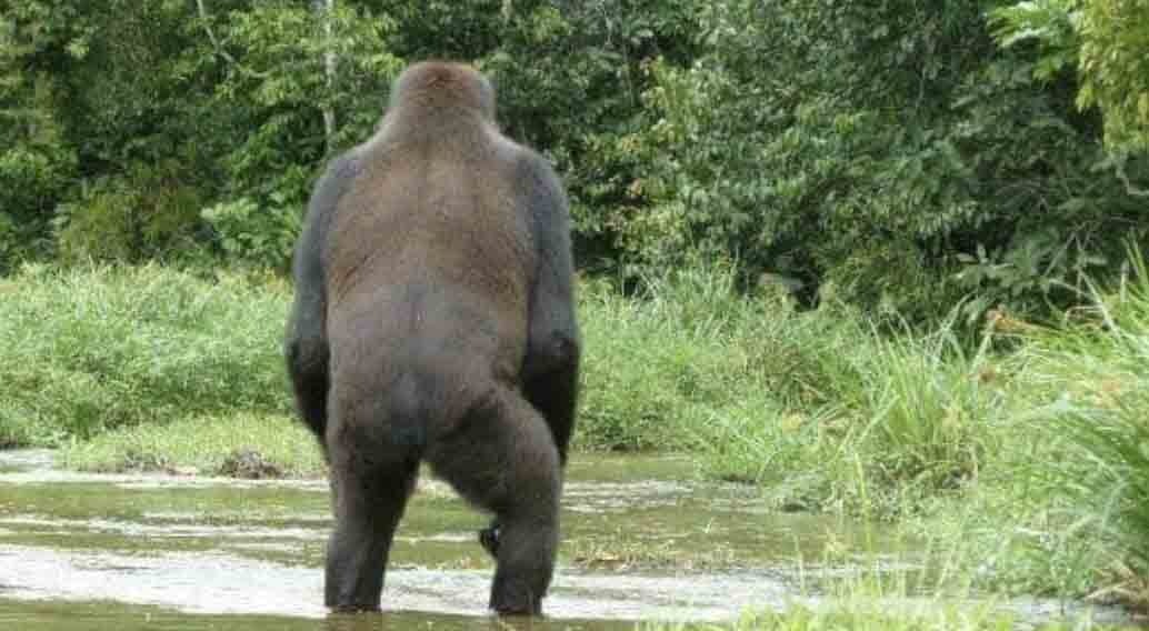 Planet 4: Confirmed Game And Fish Sighting Of Unidentified Bipedal Animal Outside Jackson Hole
