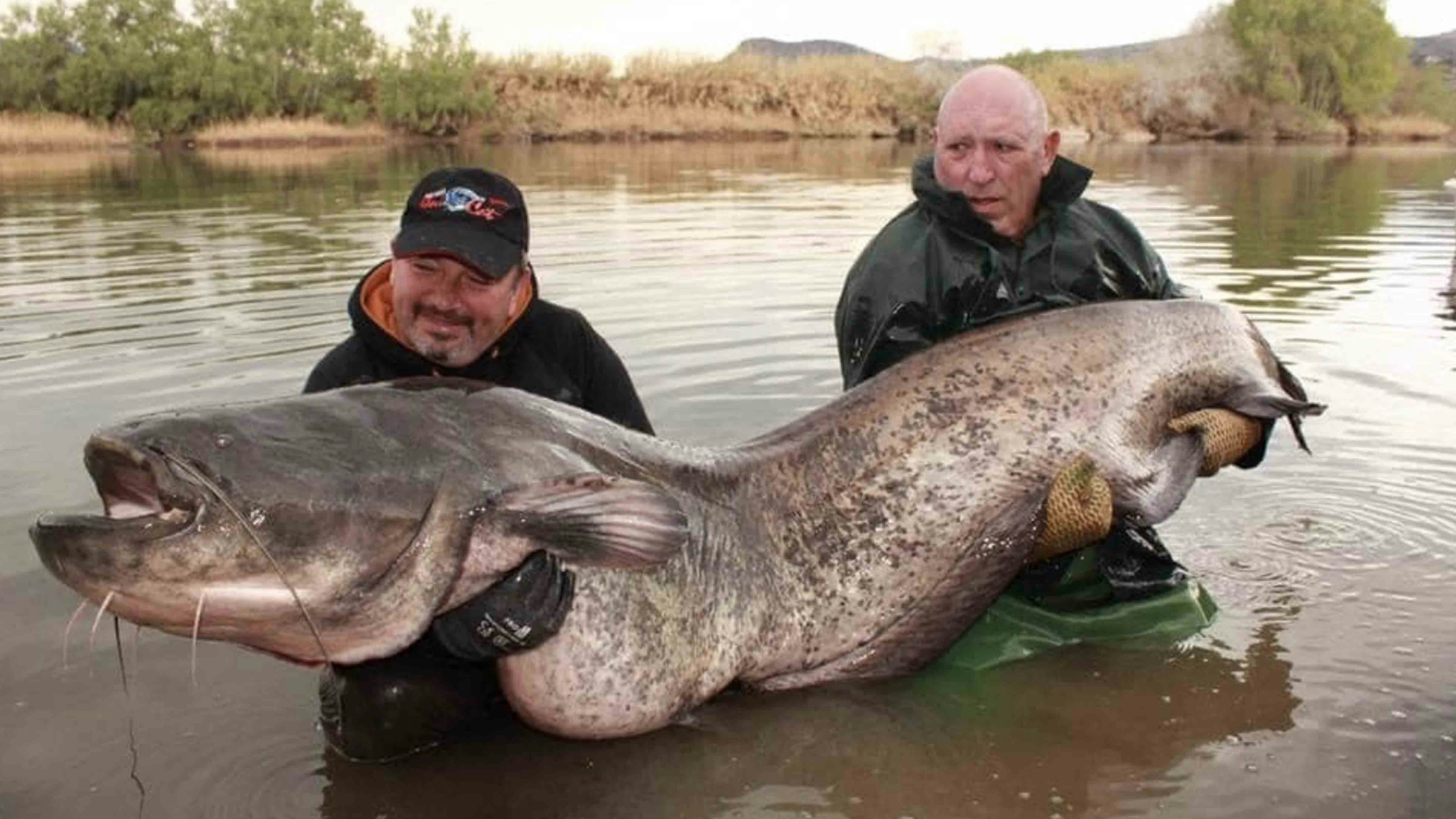 Planet 5: Record 162-pound catfish caught in North Platte near Glenrock