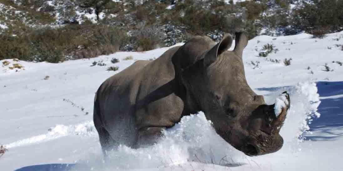Planet 6: Two Rhinoceros On Loose In Town After Accident On I25