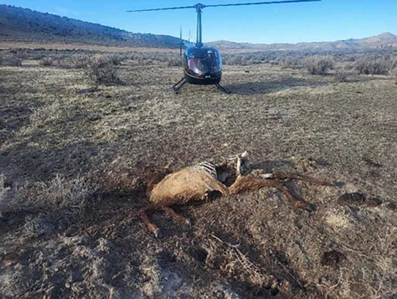 To crack a multi-year poaching case against Dakota Jordan of Lander, Game and Fish wardens used DNA taken from seized big game animal heads and carcasses left to rot.