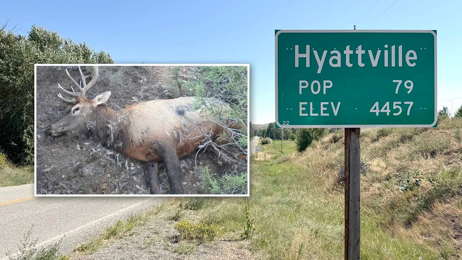 Pictured here is one of three bull elk that was shot and left to rot near Hyattville sometime between Oct. 3 and Oct. 10.