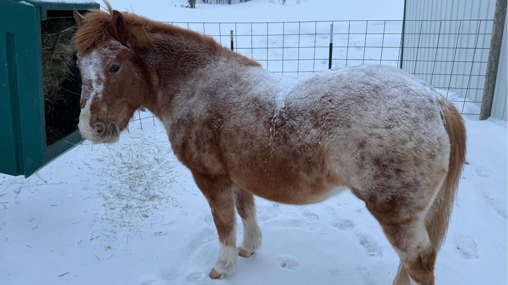 "Frosty, subzero morning in Parkman, WY."