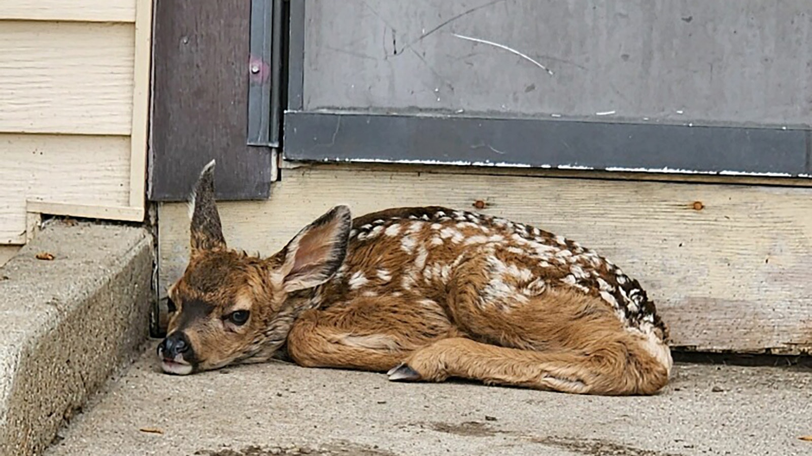 A 2-day-old mule deer fawn waits for its mother to return on the porch of Alice Pettigrew Day’s house in Rawlins.