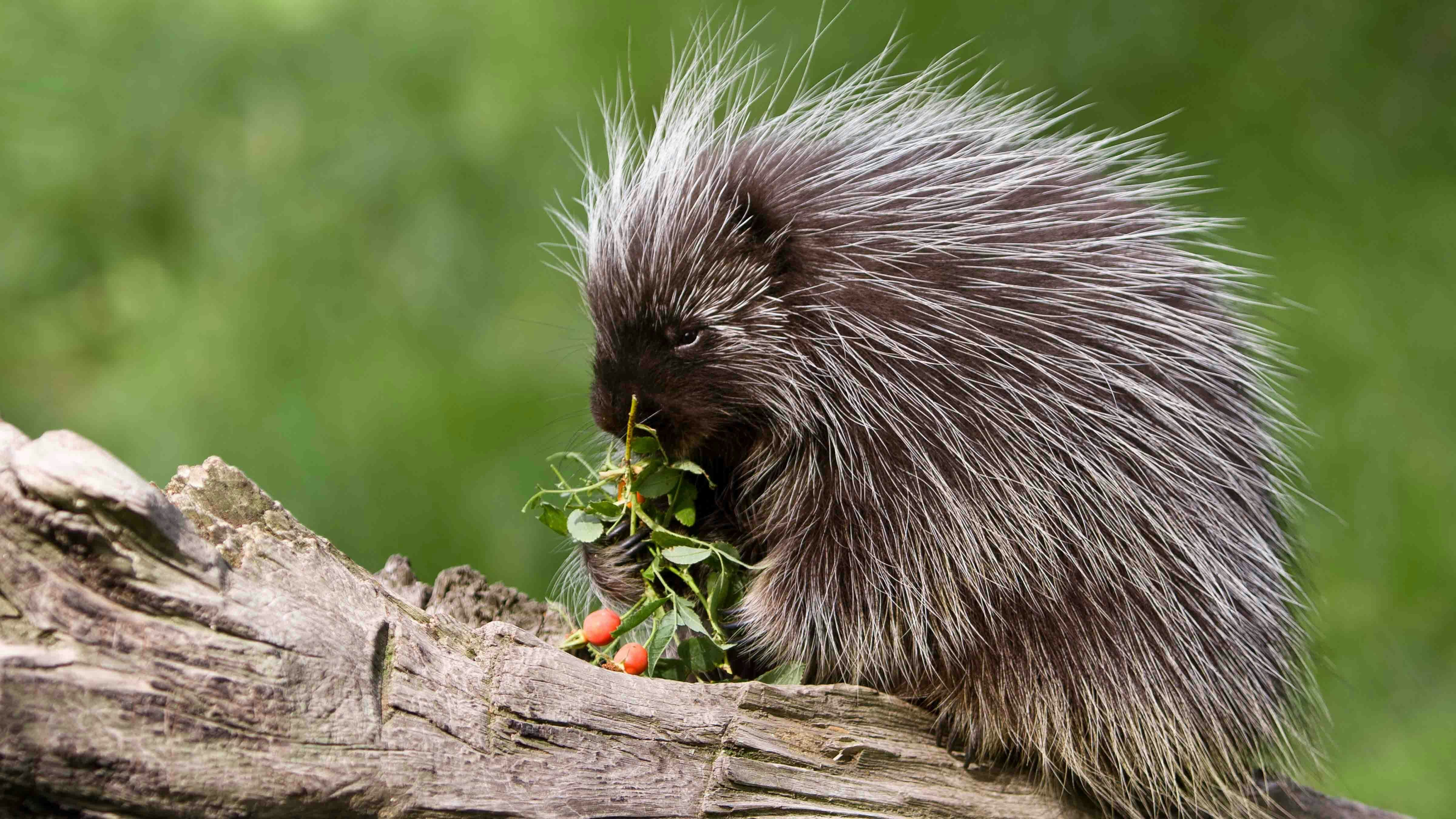 Porcupine 6 8 24