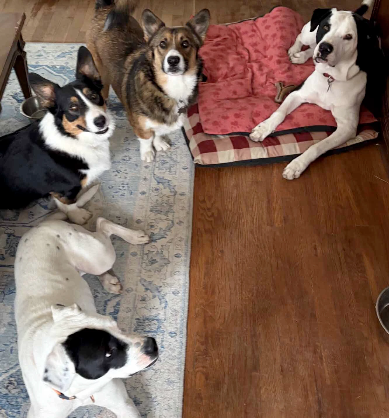 Chris and Heather Pitmanns' four dogs include two corgis, a pit bull and a pit bull/boxer mix.