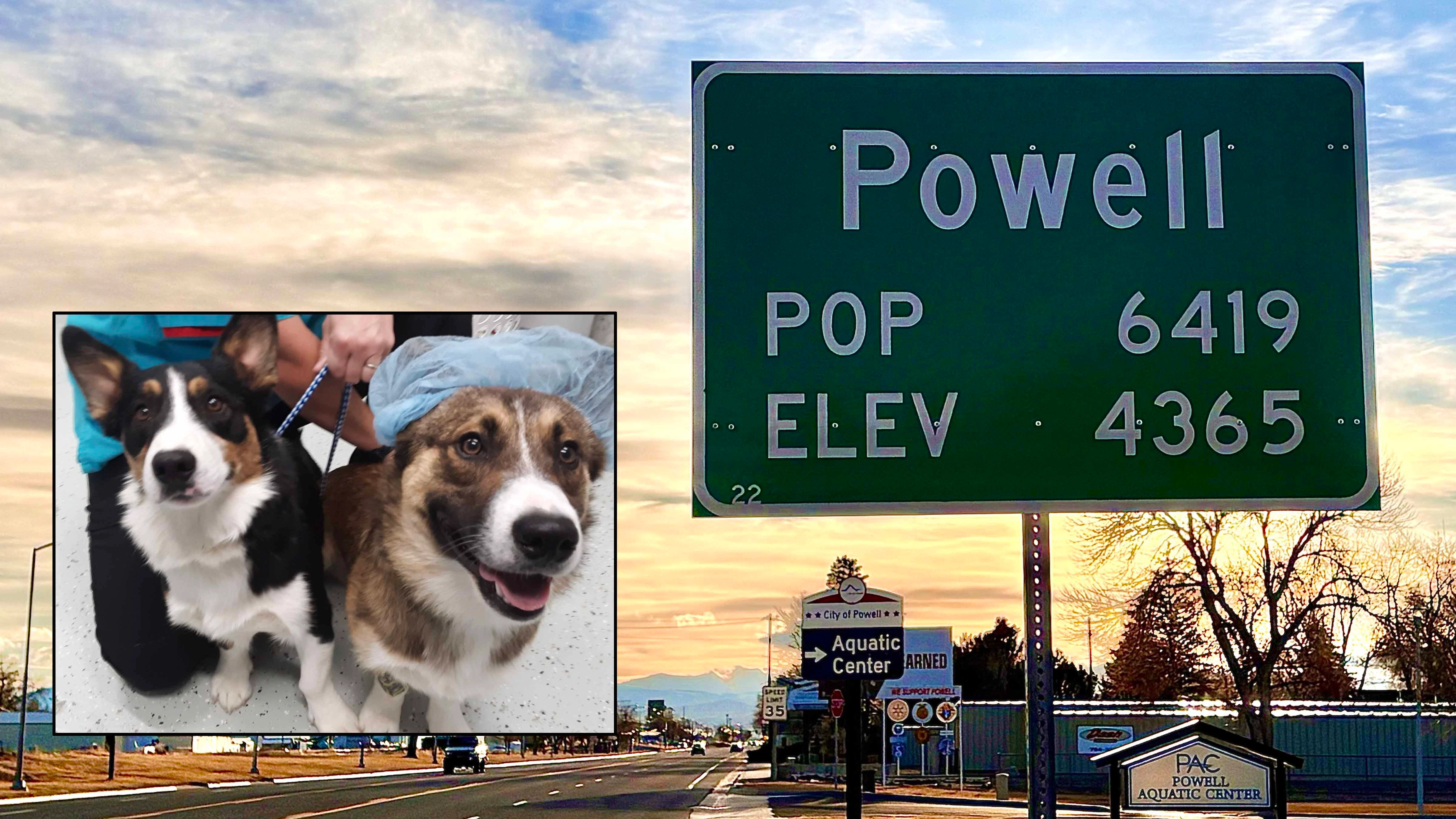 Two of Chris and Heather Pitmanns' four dogs. They are pleading with the city council to allow them to keep all four dogs.