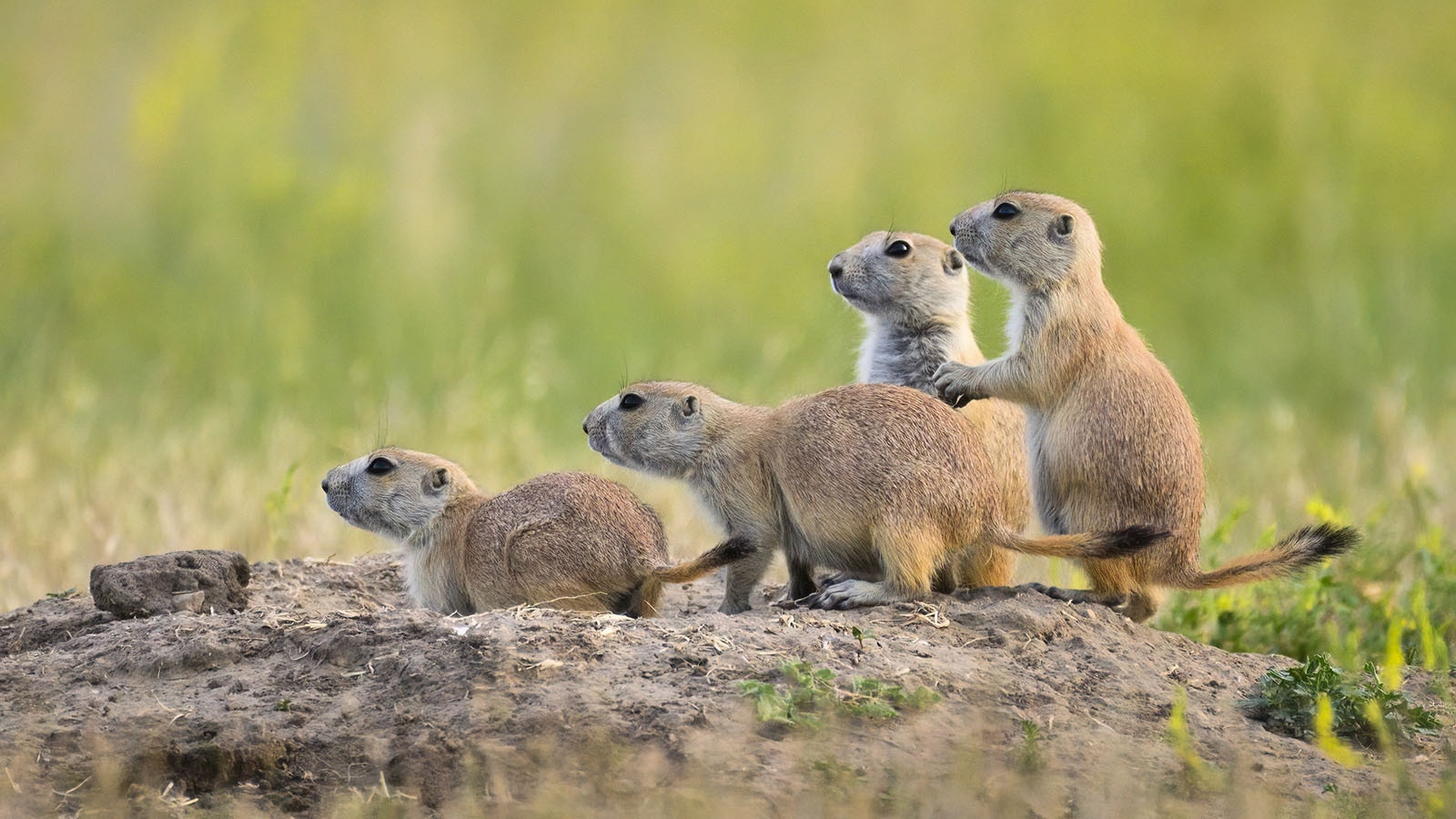Prairie dogs 10 2 23