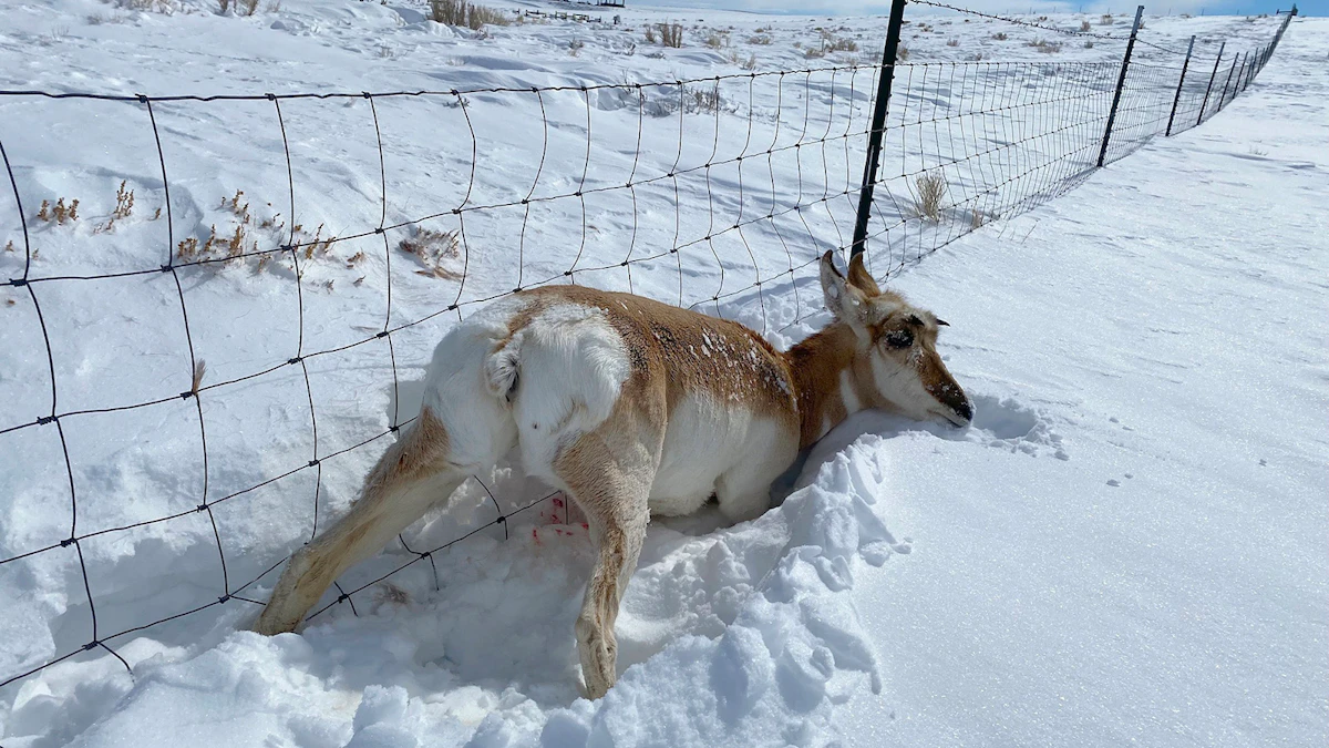 During Brutal Winter Die-Off, Antelope Got Lost, Trapped By Fences And ...