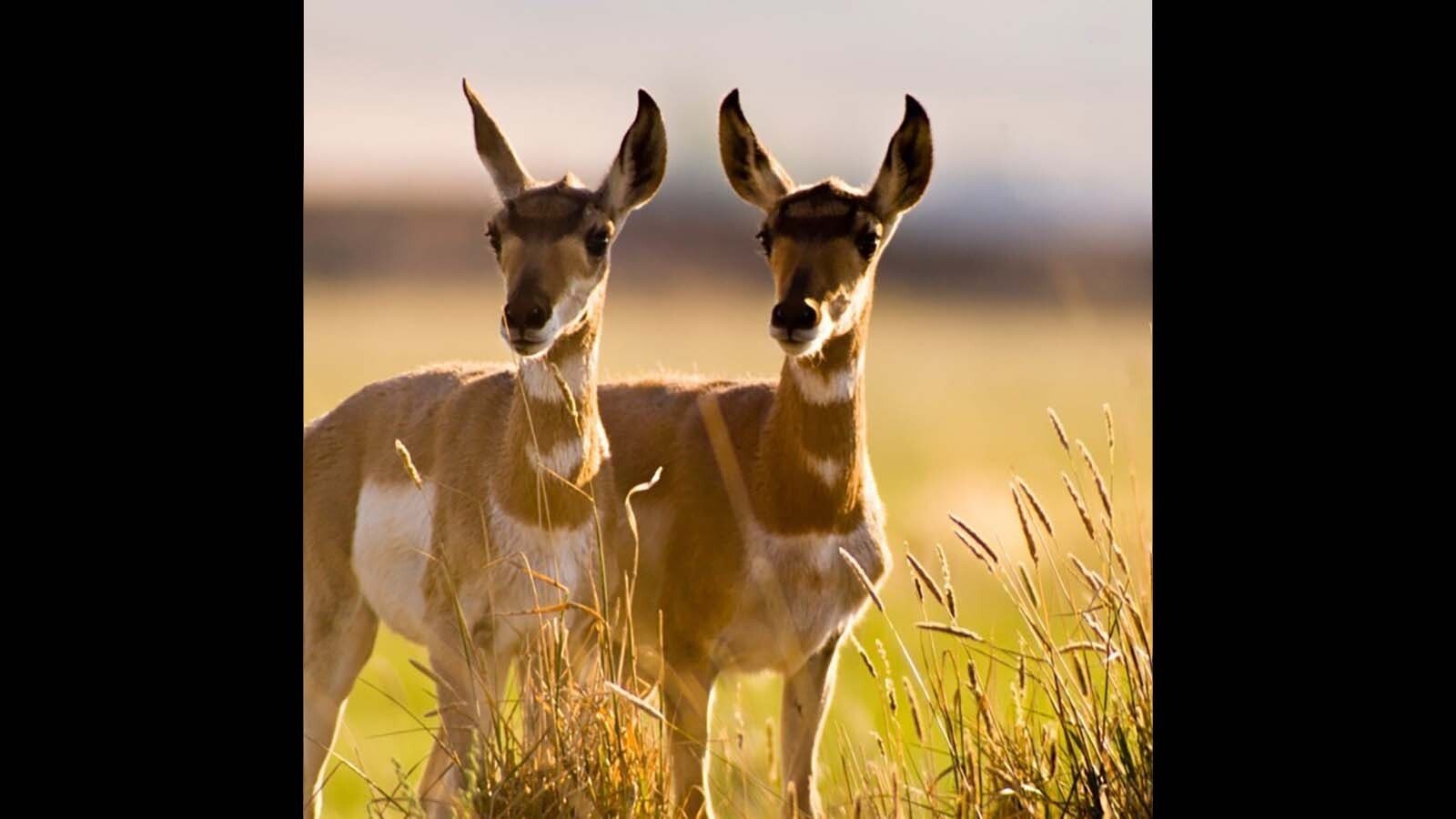 Pronghorn, commonly called antelope travel along the Path of the Pronghorn, a network of migratory routes between summer range near Grand Teton National Park and winter range near Rock Springs.